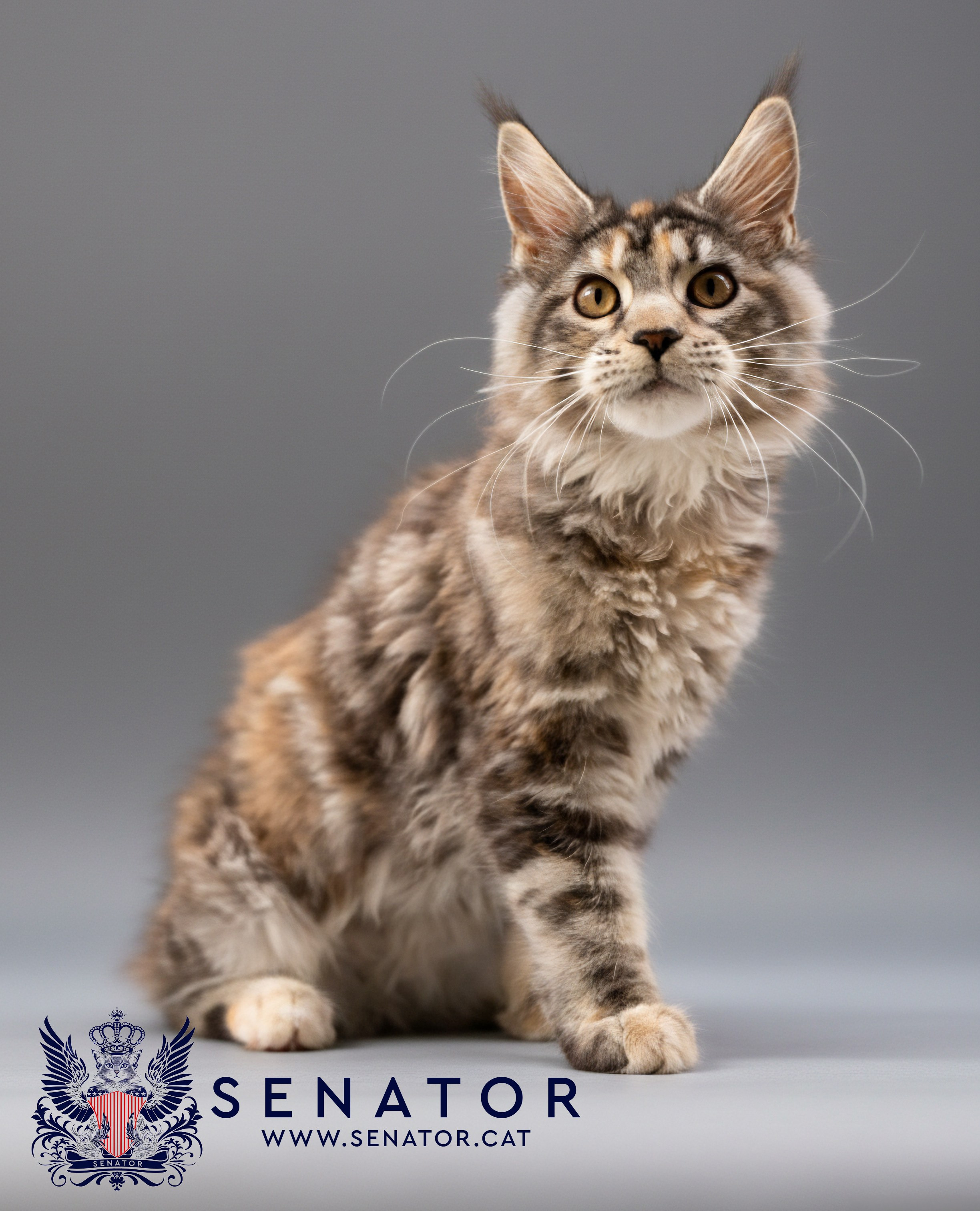 Kittens. Senator Cat — Maine Coon cattery