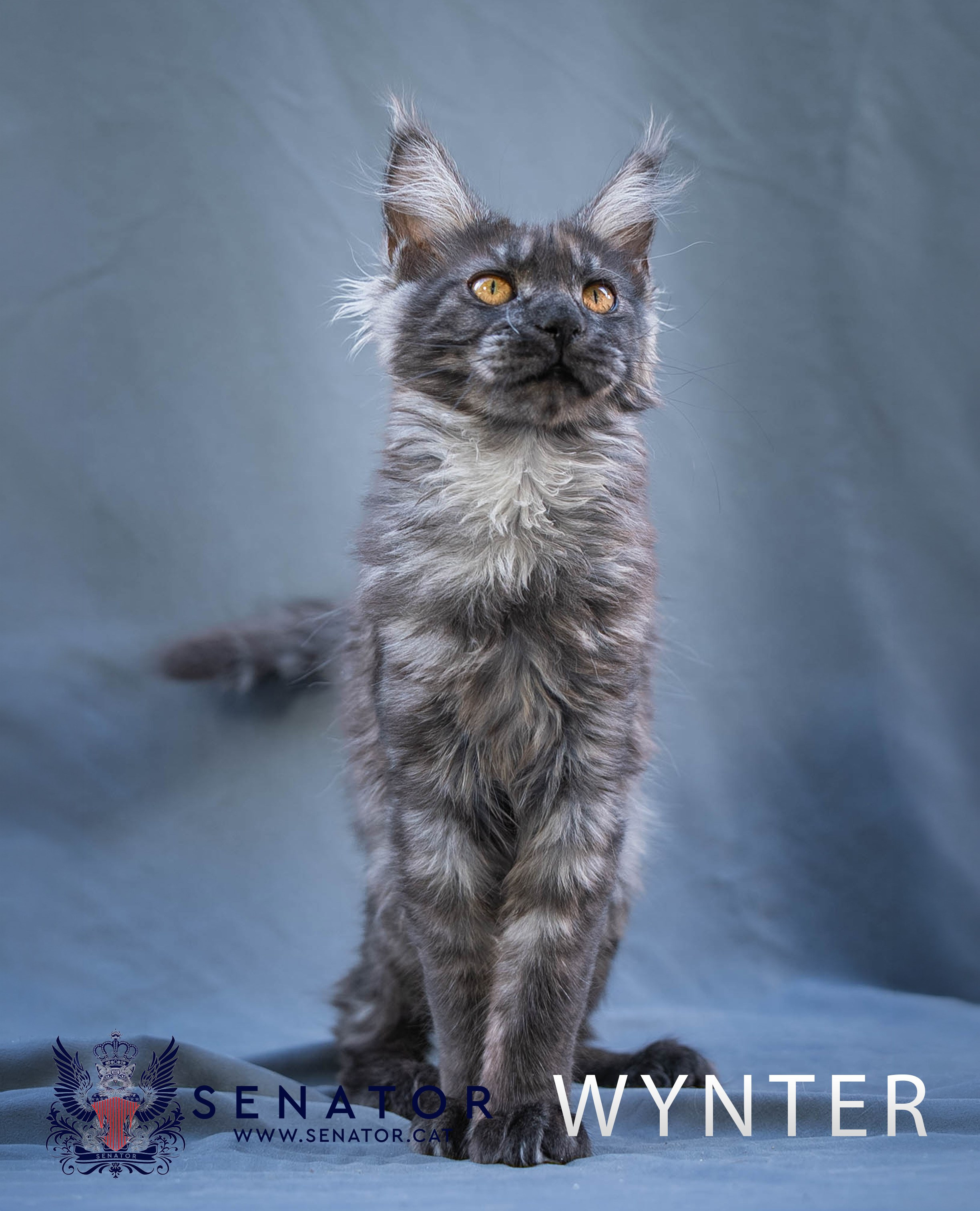 Senator Cat — Maine Coon cattery
