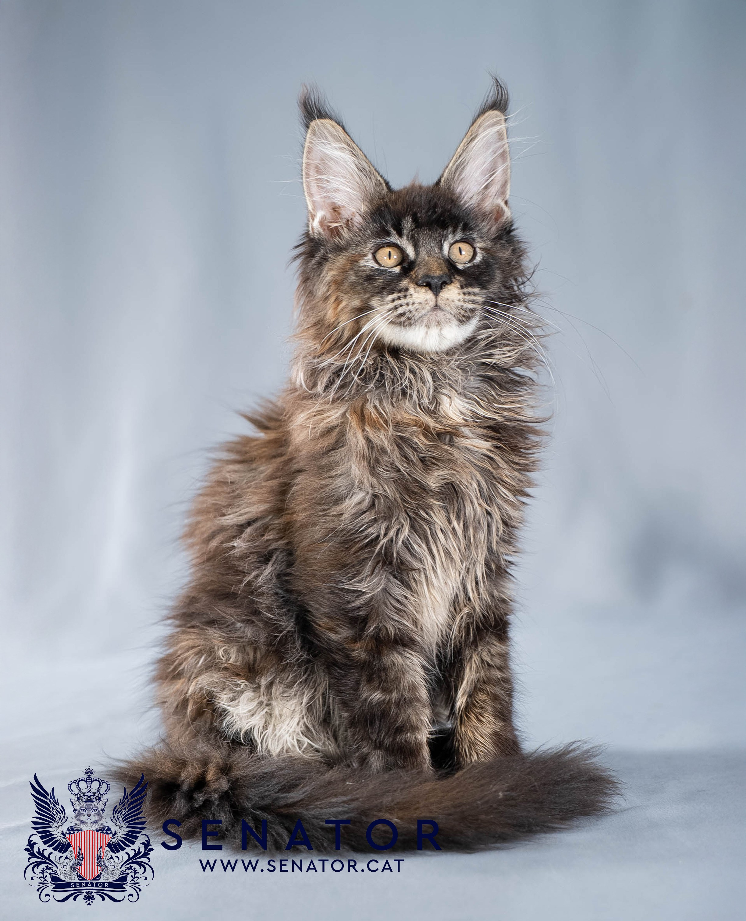 Kittens. Senator Cat — Maine Coon cattery