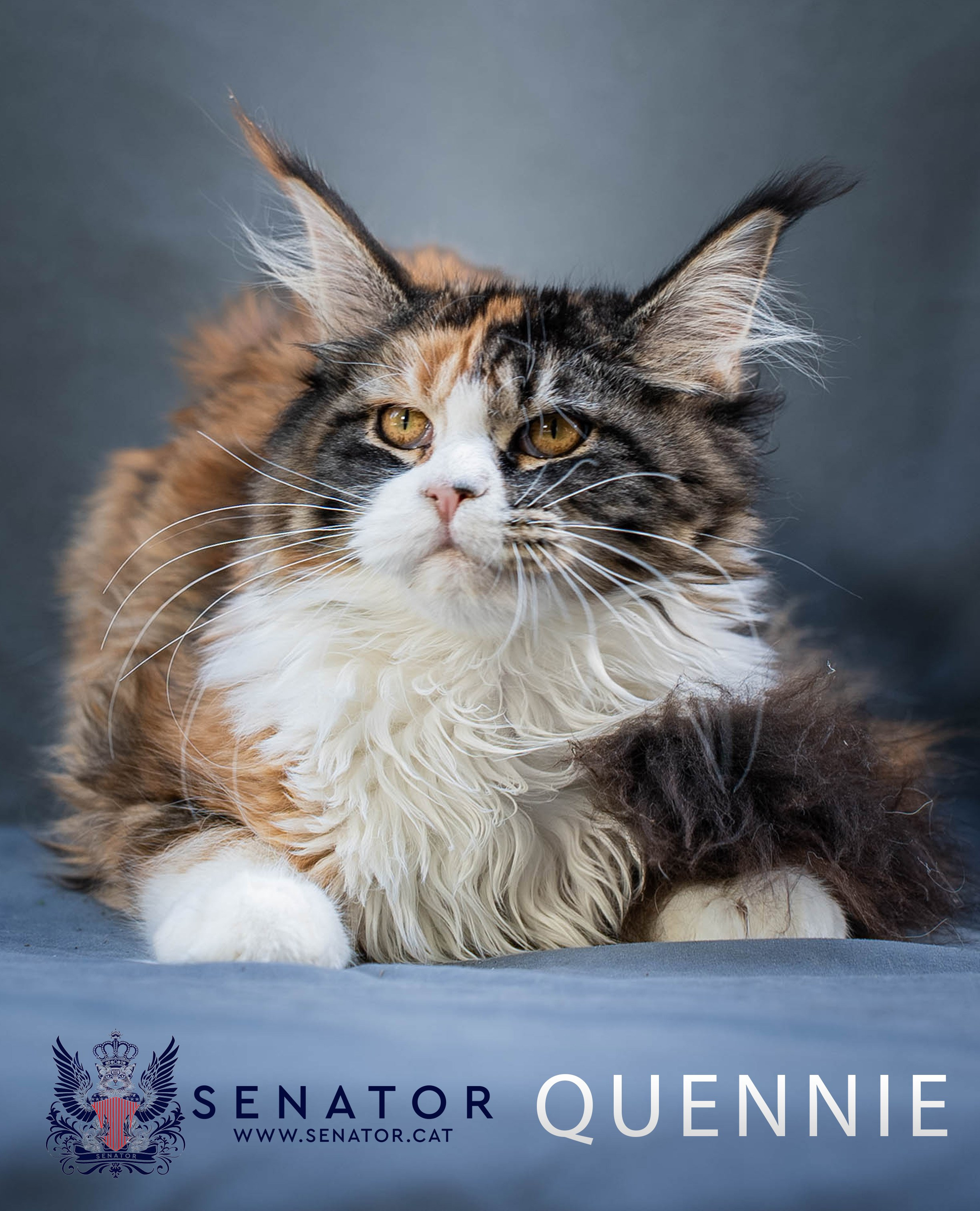 Kittens. Senator Cat — Maine Coon cattery