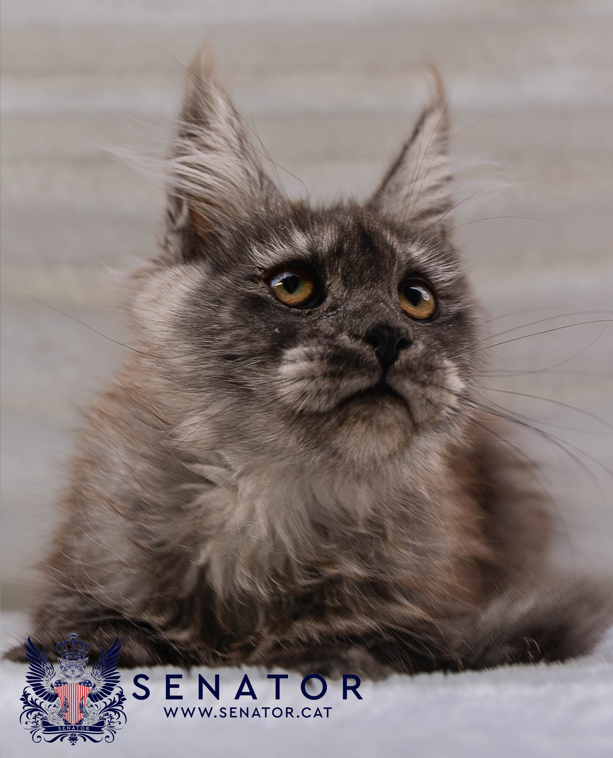 Kittens. Senator Cat — Maine Coon cattery