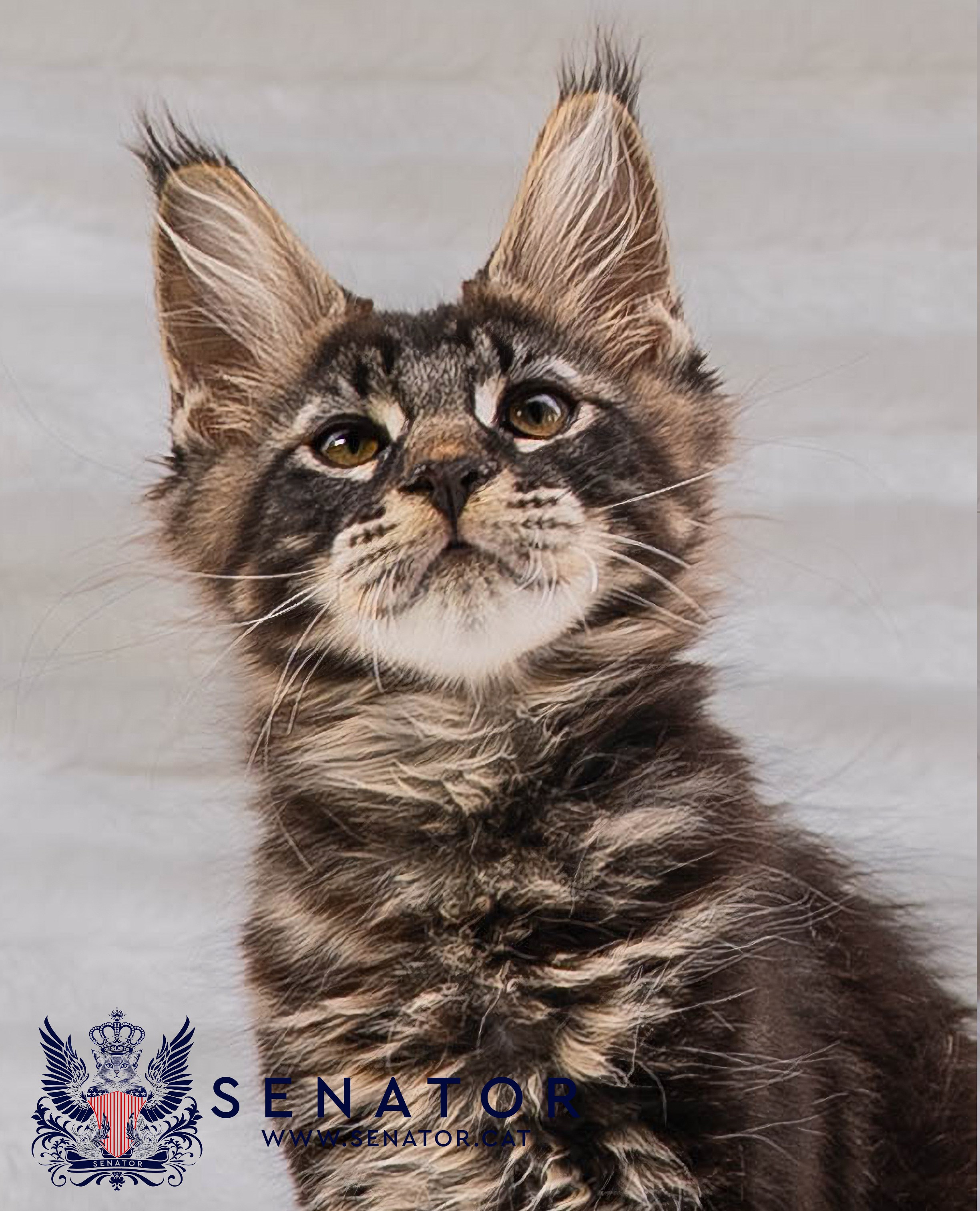 Kittens. Senator Cat — Maine Coon cattery