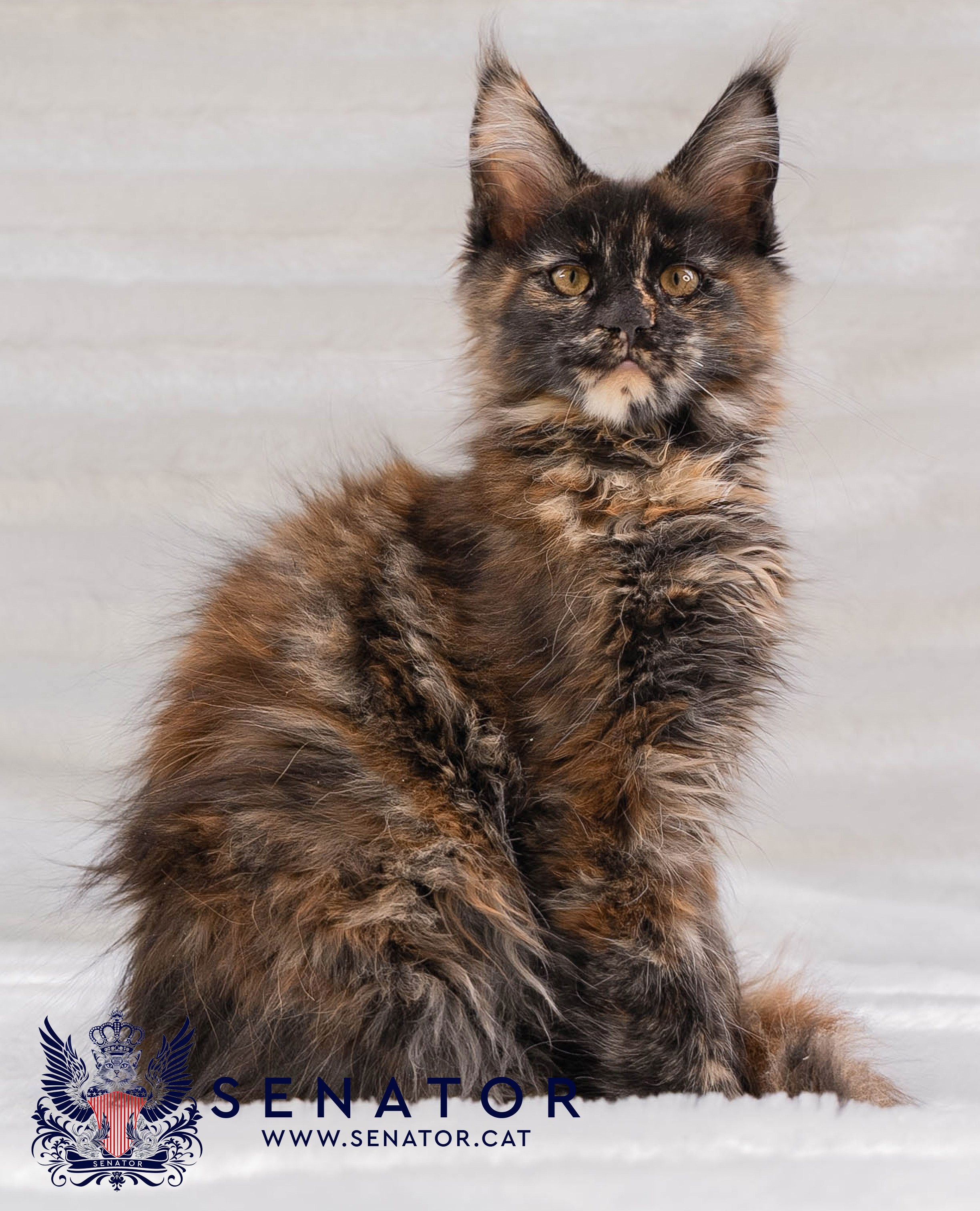 Kittens. Senator Cat — Maine Coon cattery