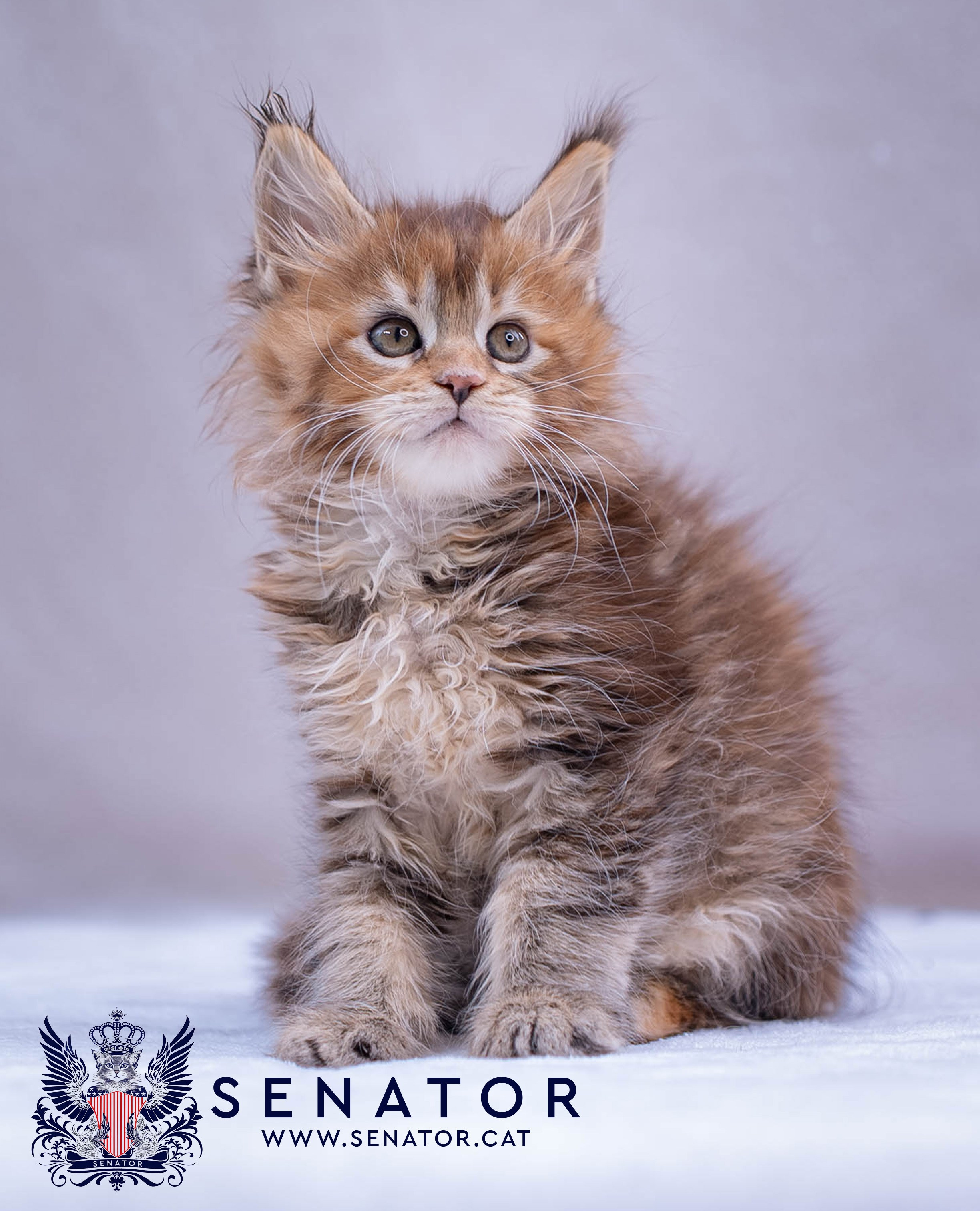 Senator Cat — Maine Coon cattery