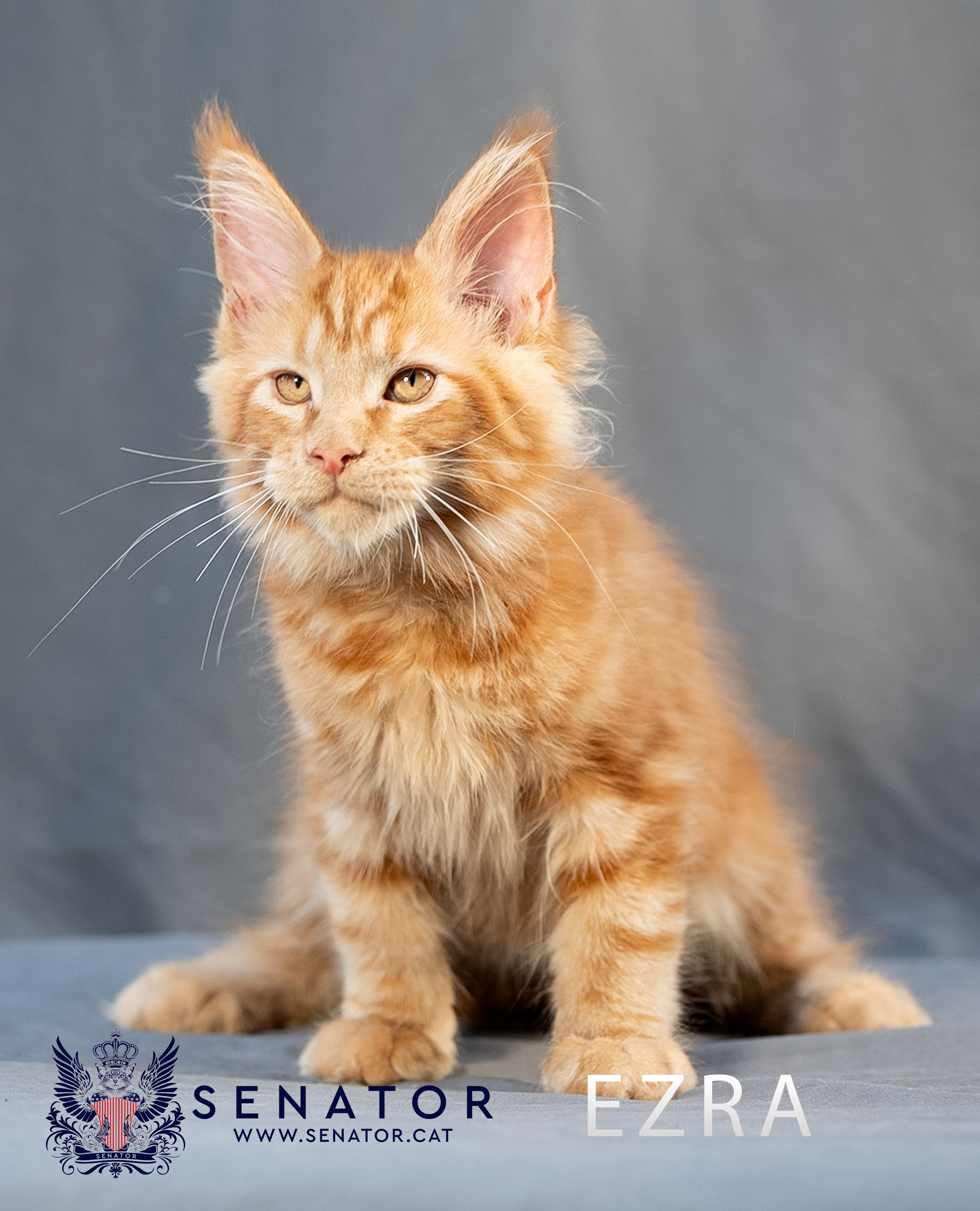 Senator Cat — Maine Coon cattery