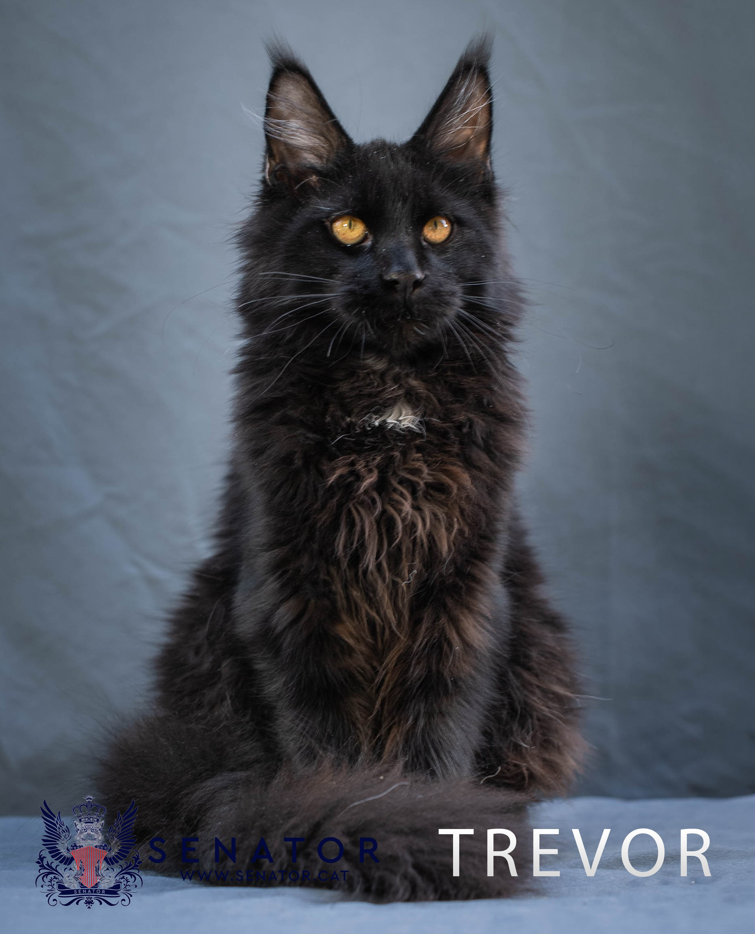 Kittens. Senator Cat — Maine Coon cattery