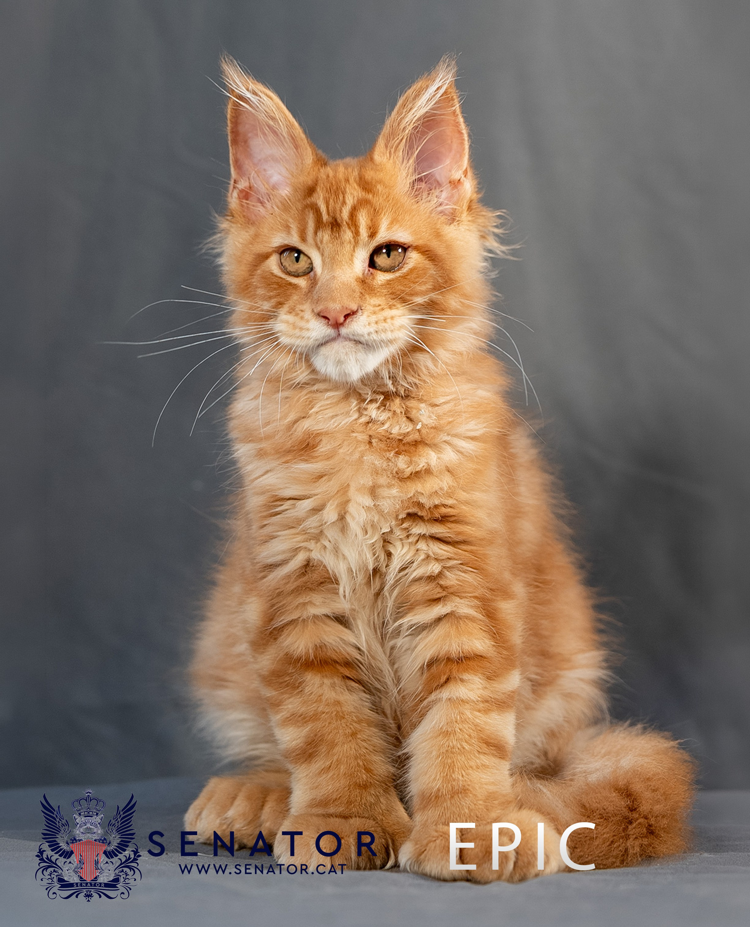 Senator Cat — Maine Coon cattery