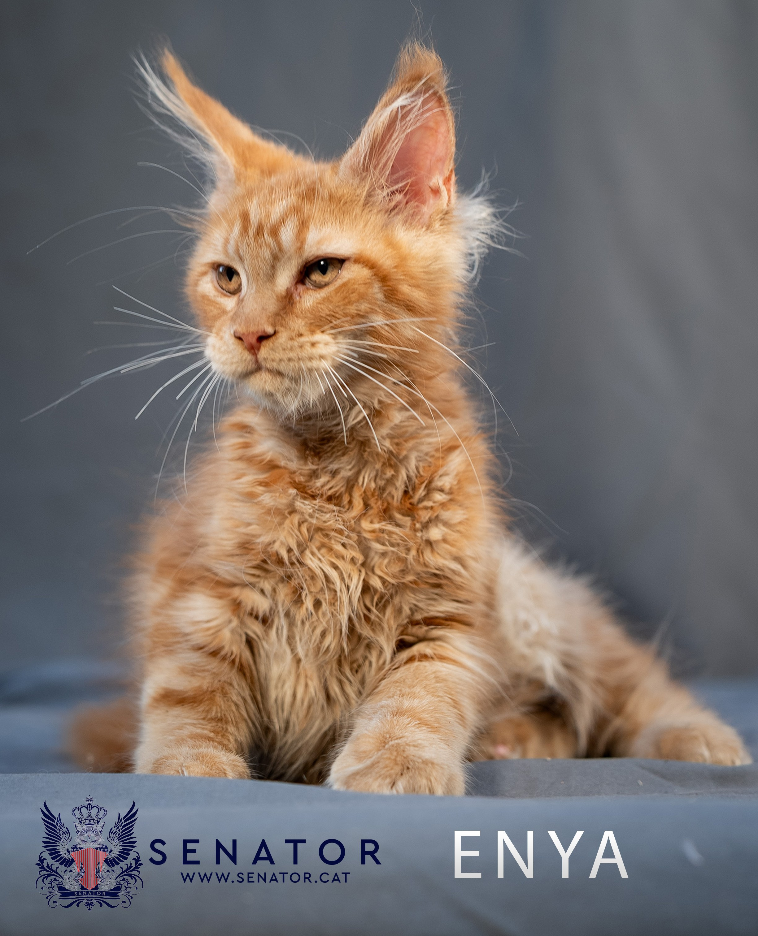 Senator Cat — Maine Coon cattery