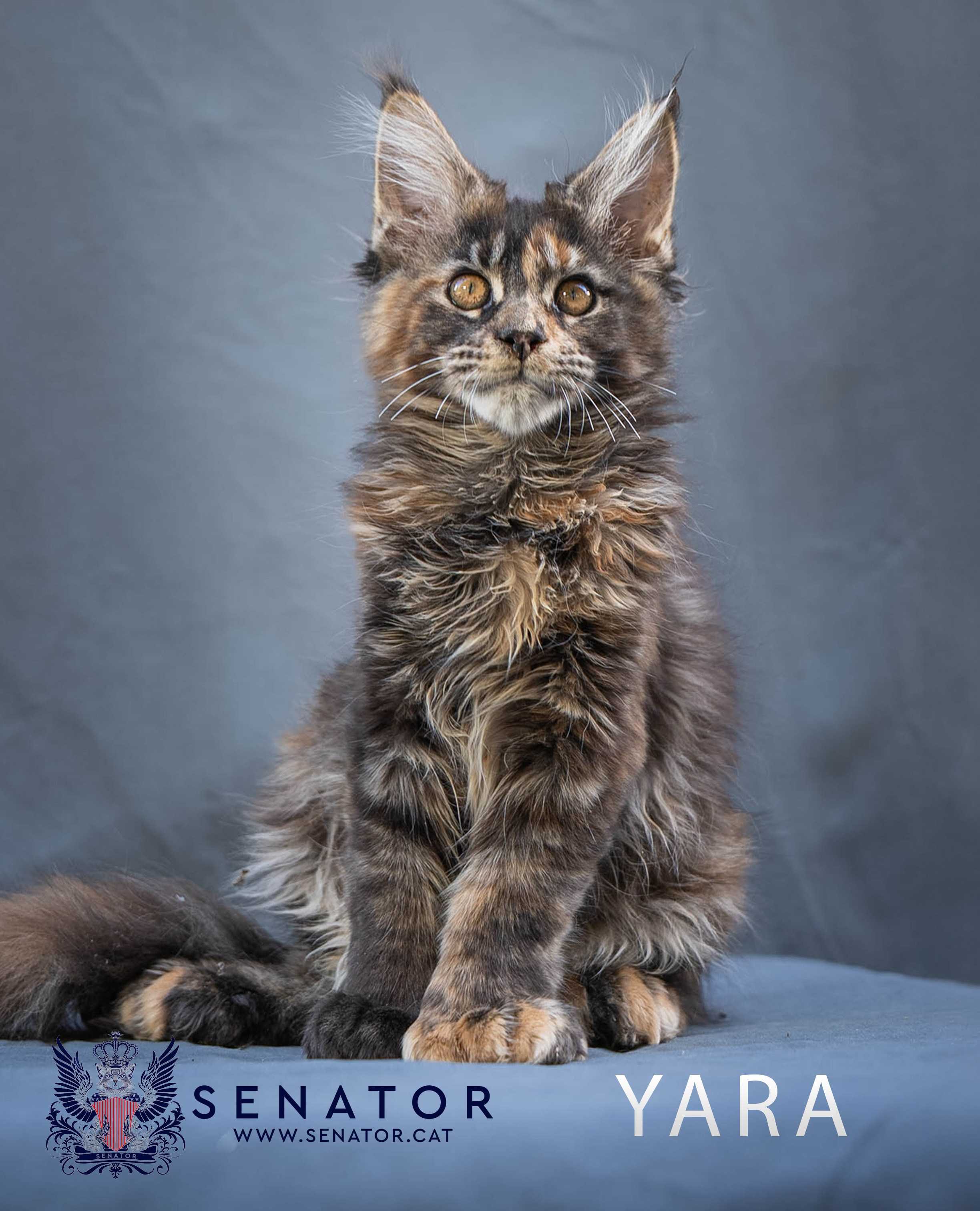 Kittens. Senator Cat — Maine Coon cattery