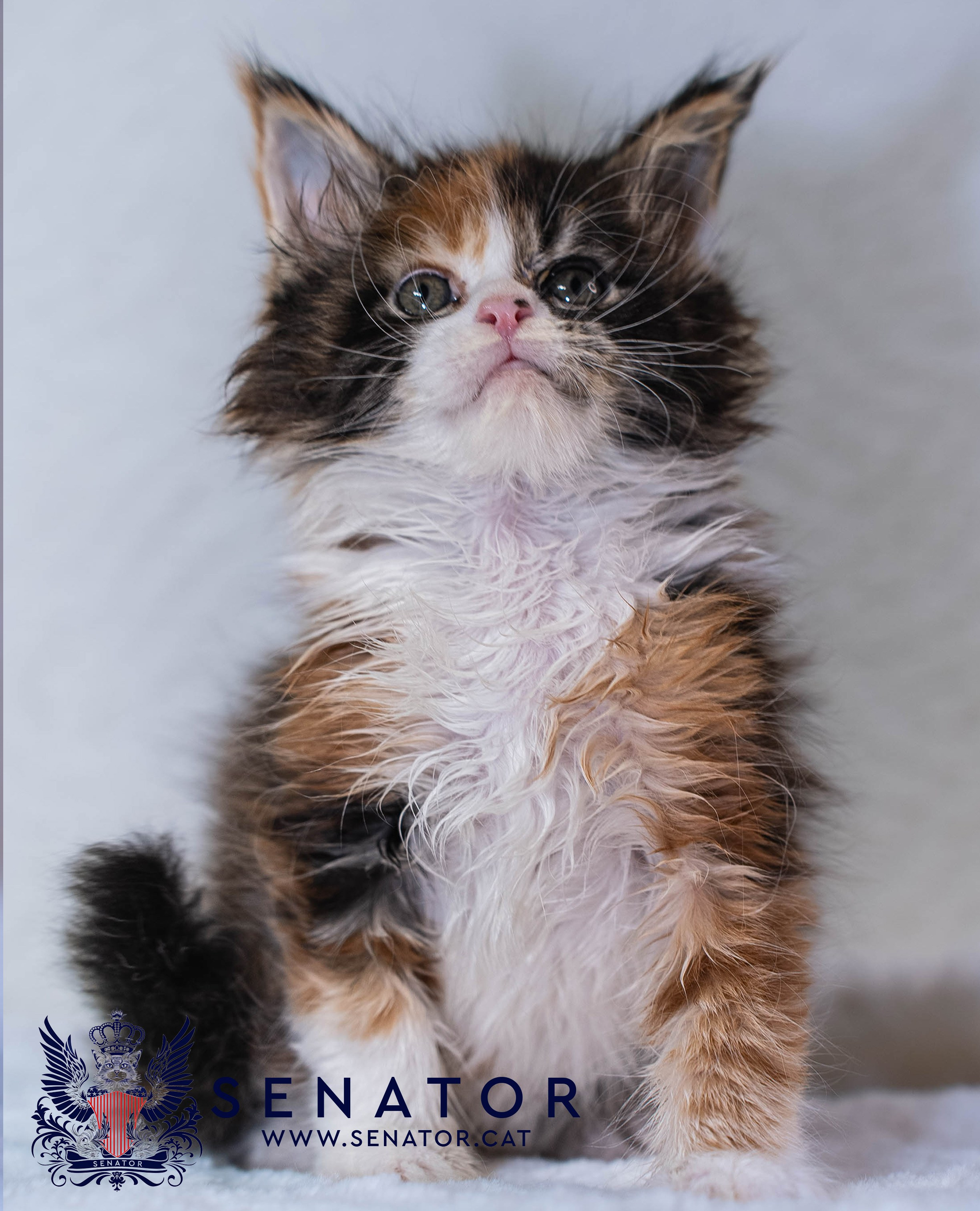 Kittens. Senator Cat — Maine Coon cattery
