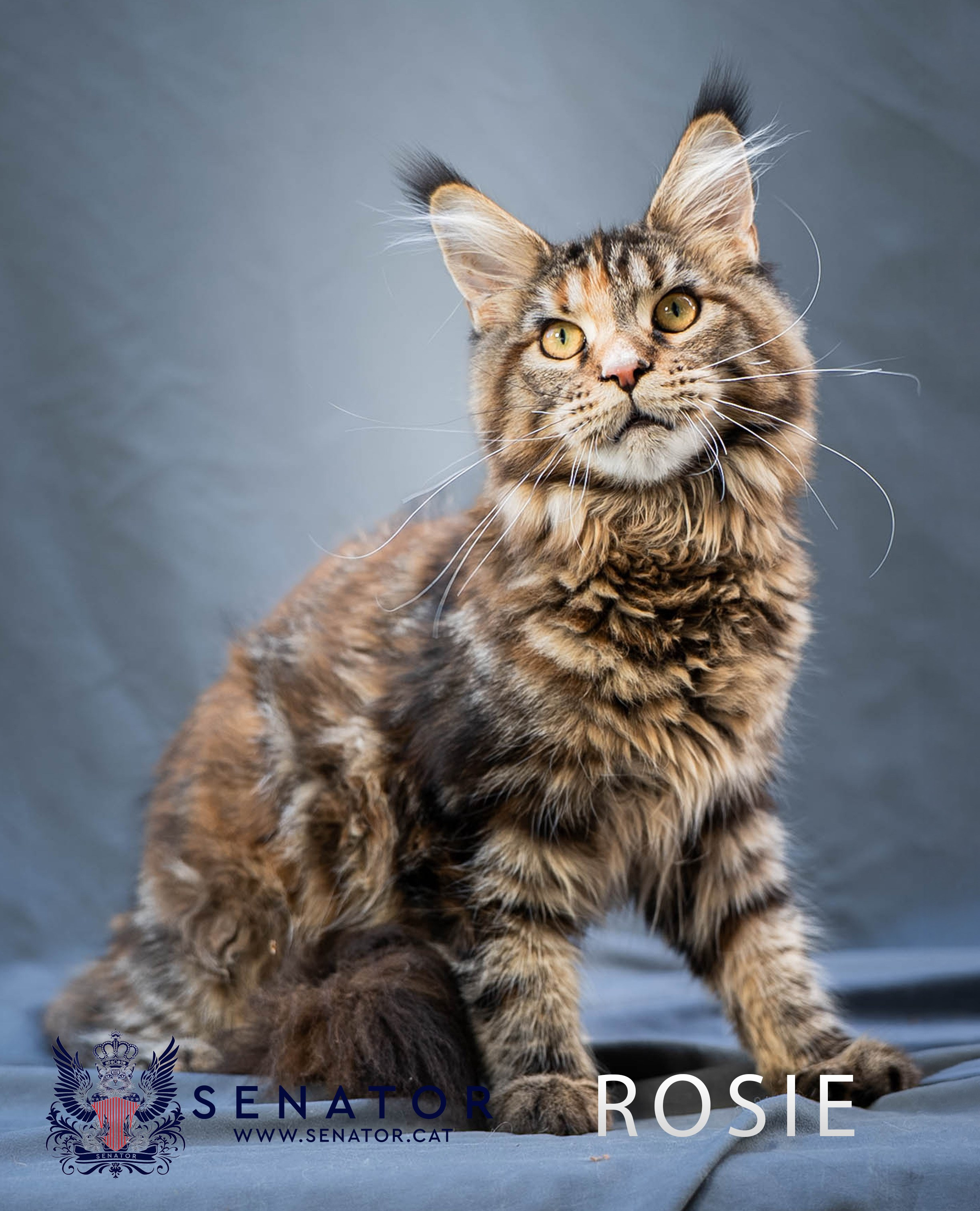 Senator Cat — Maine Coon cattery