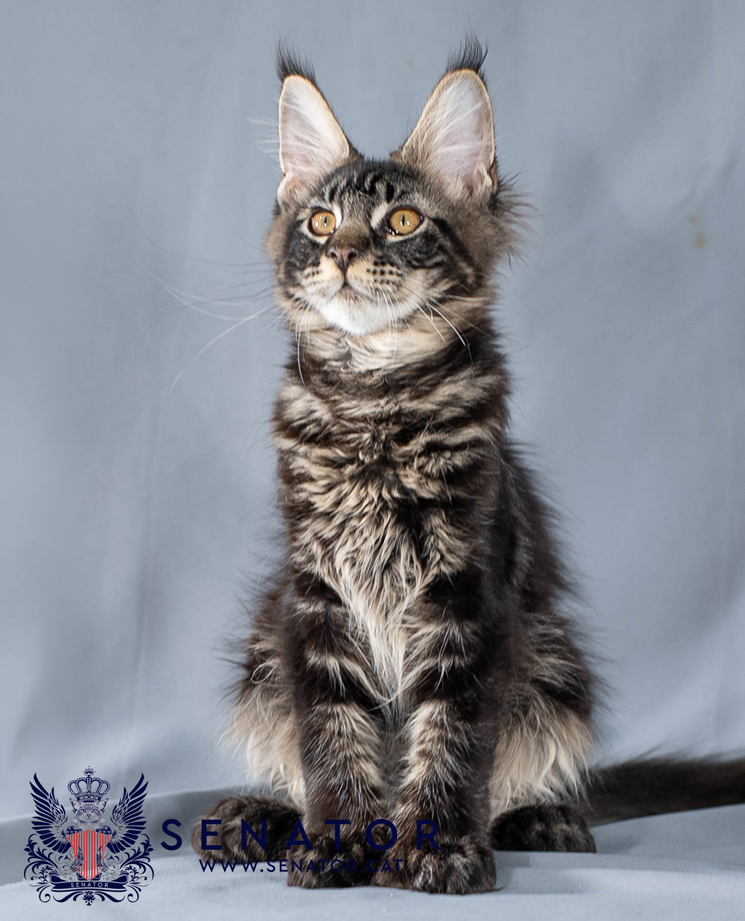 Kittens. Senator Cat — Maine Coon cattery