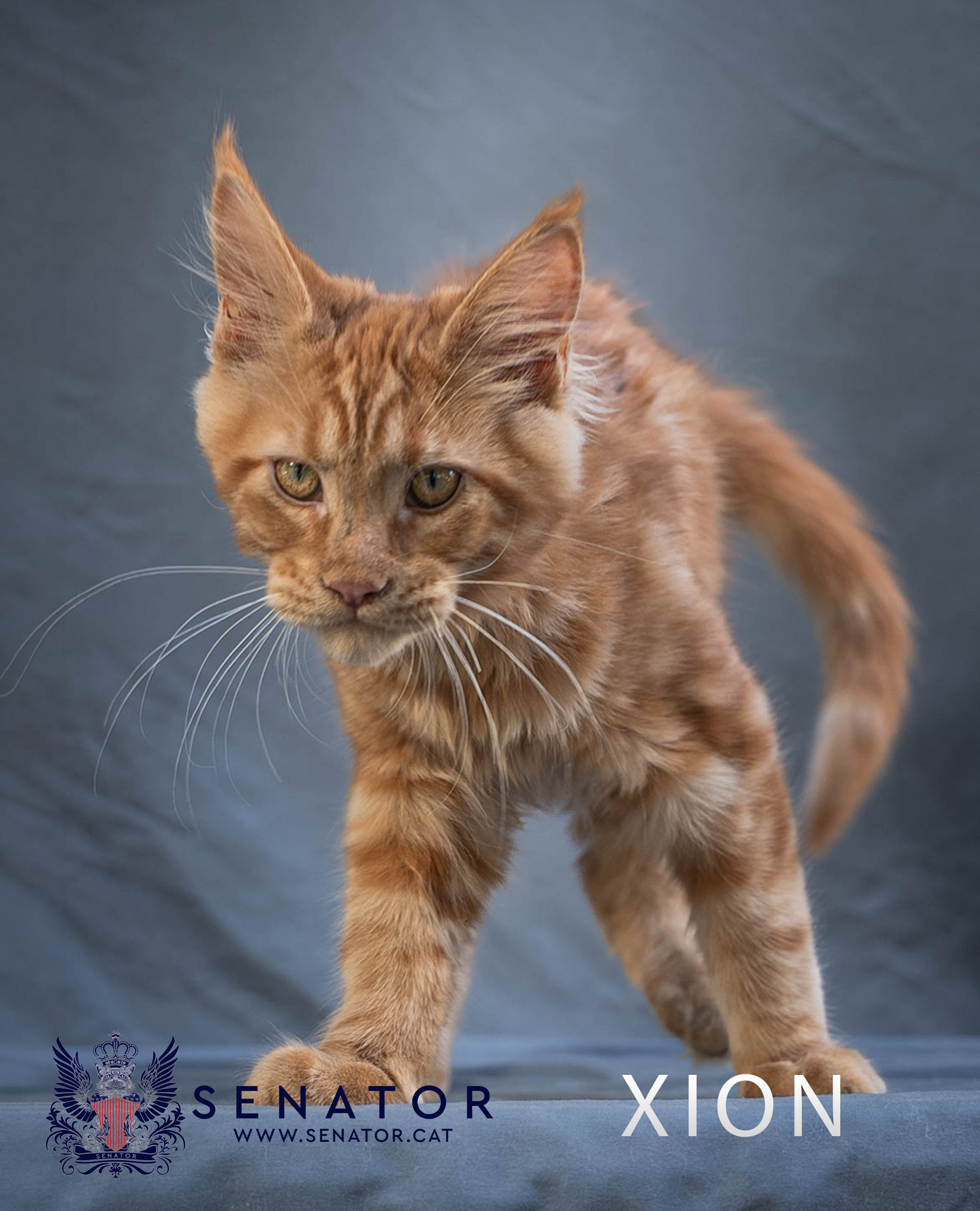 Kittens. Senator Cat — Maine Coon cattery