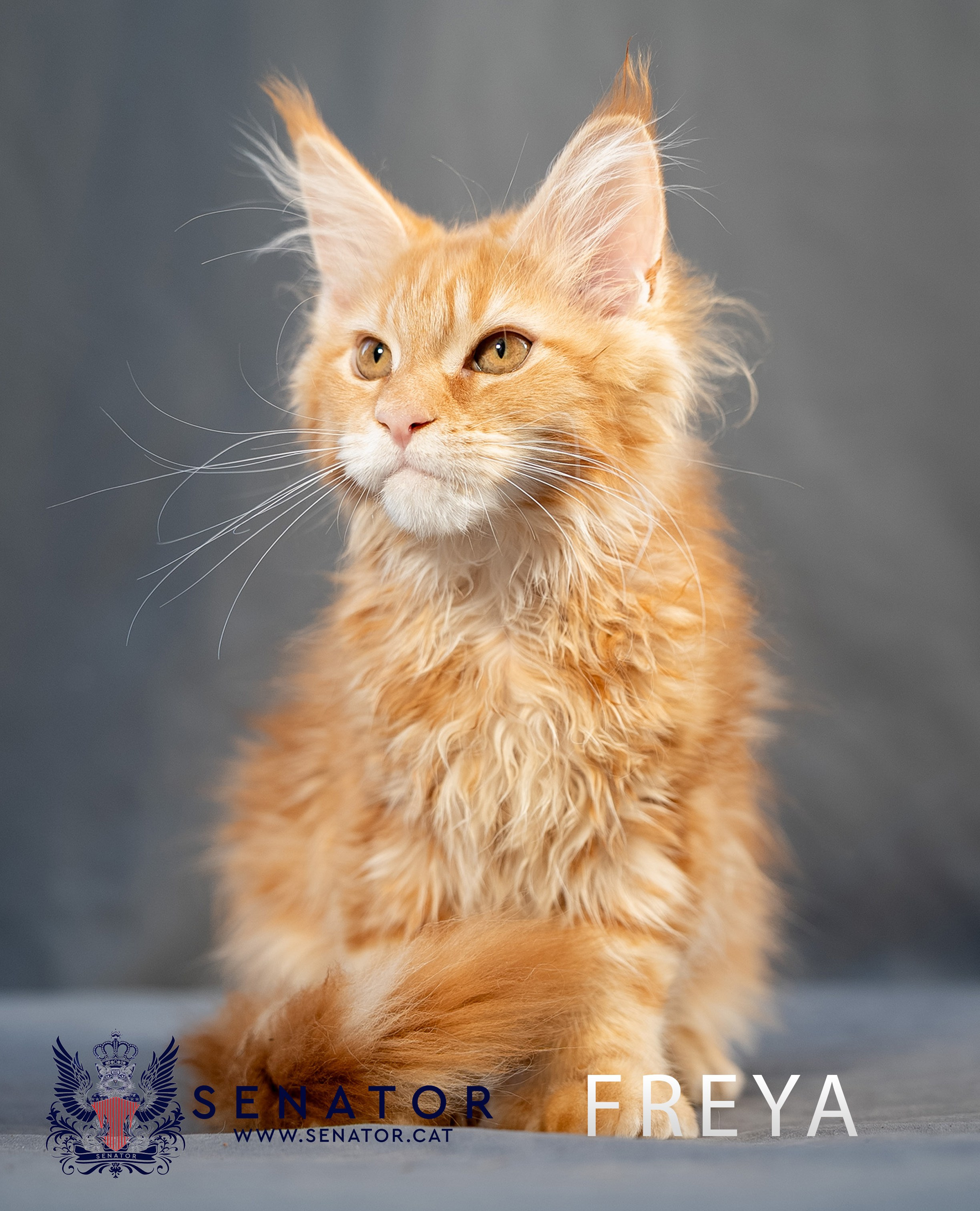Kittens. Senator Cat — Maine Coon cattery