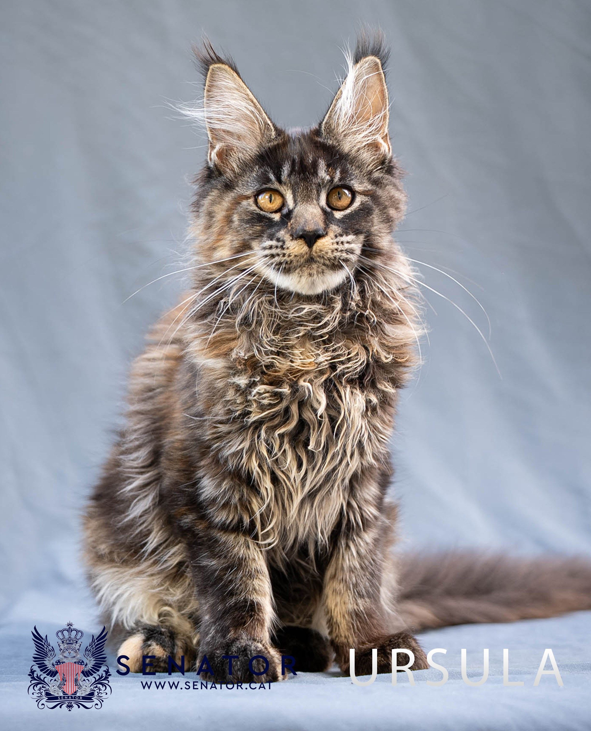 Kittens. Senator Cat — Maine Coon cattery