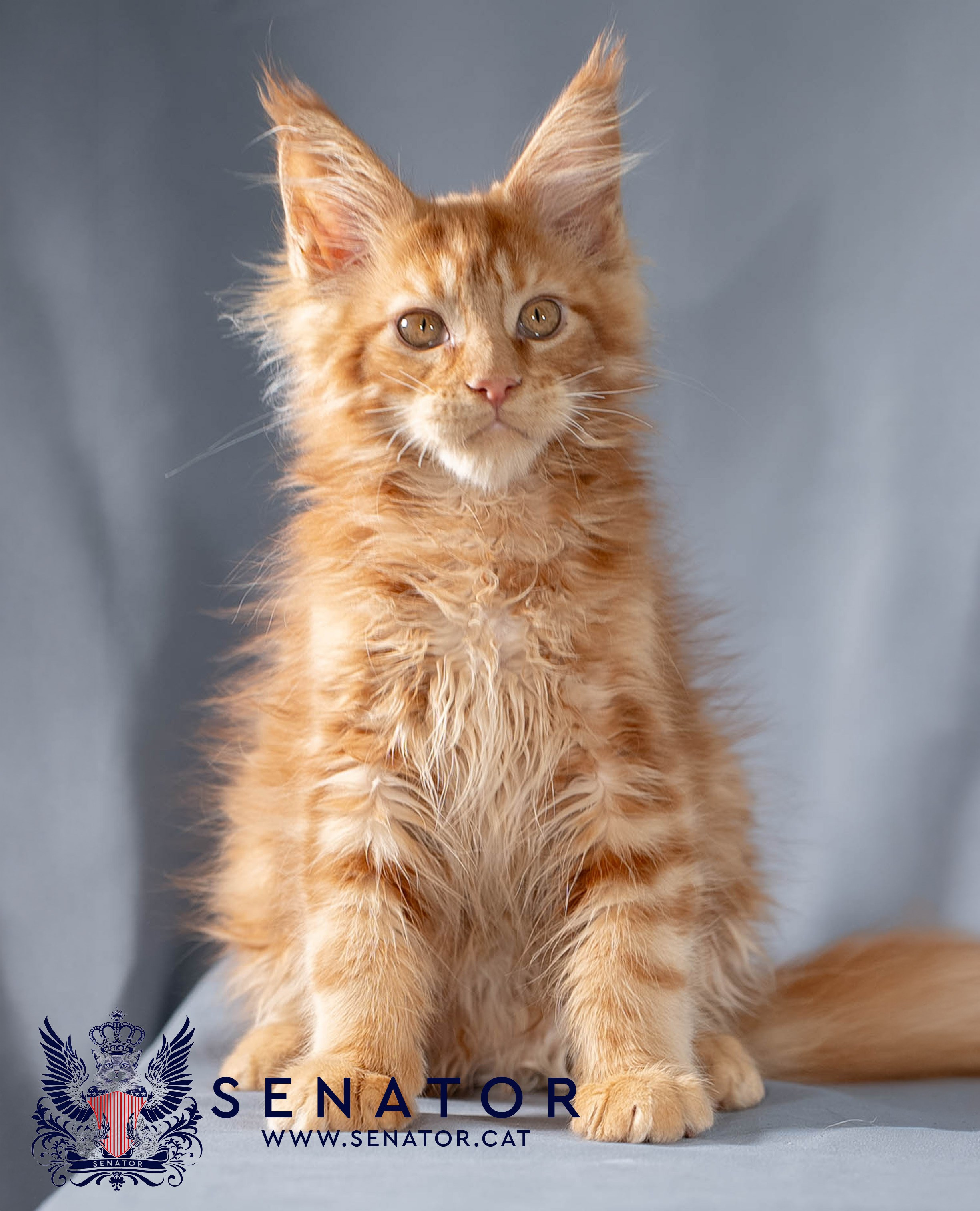 Senator Cat — Maine Coon cattery
