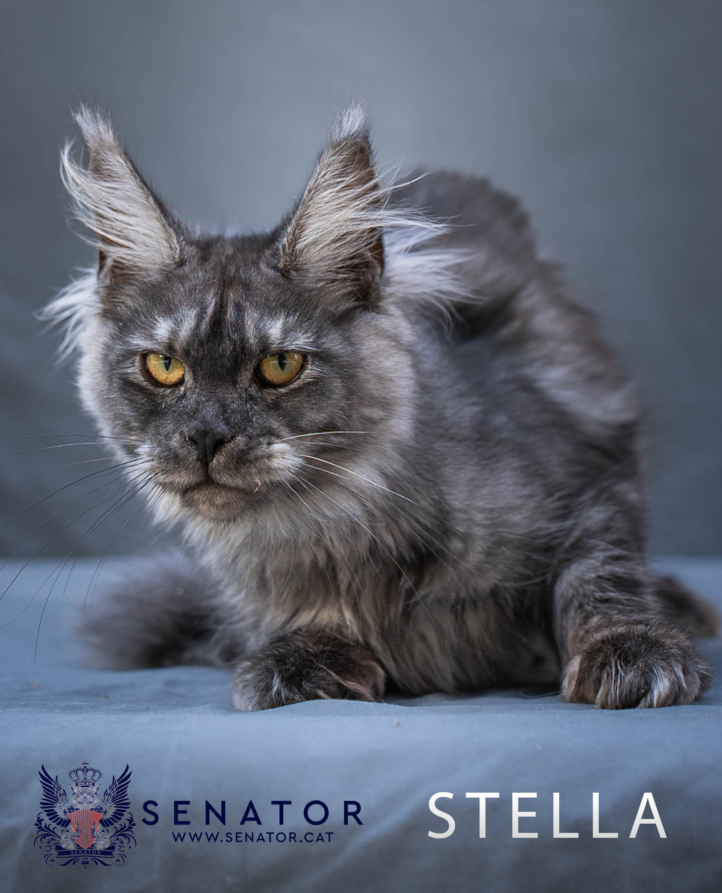 Senator Cat — Maine Coon cattery