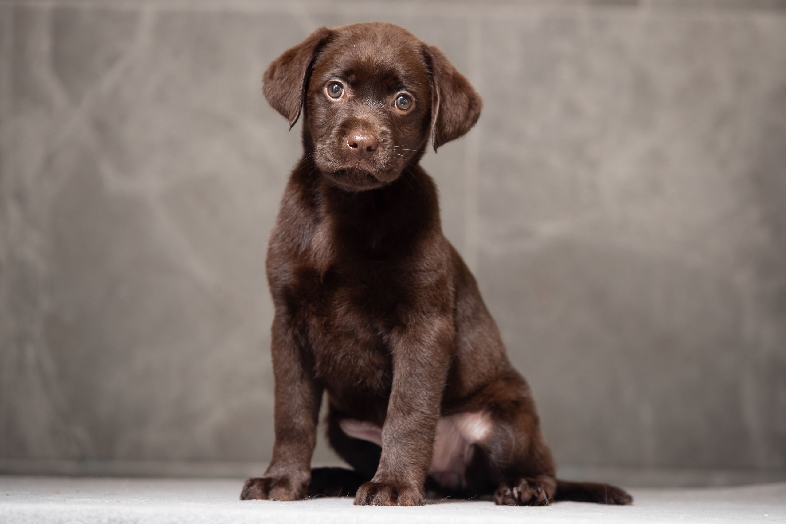 Цуценята шоколадного лабрадора. Цуценята лабрадор ретривера, Дніпро, Україна