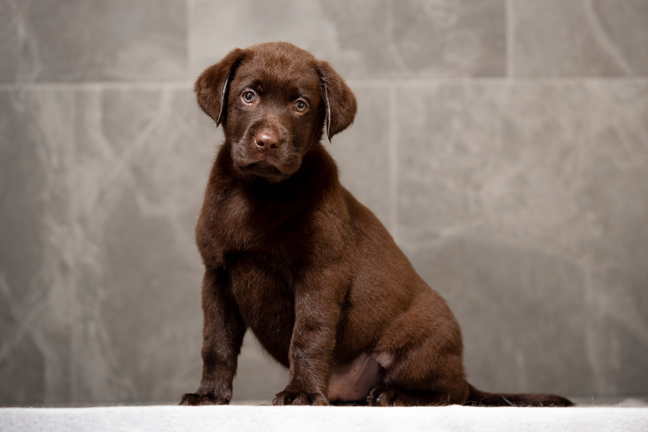 Цуценята шоколадного лабрадора. Цуценята лабрадор ретривера, Дніпро, Україна