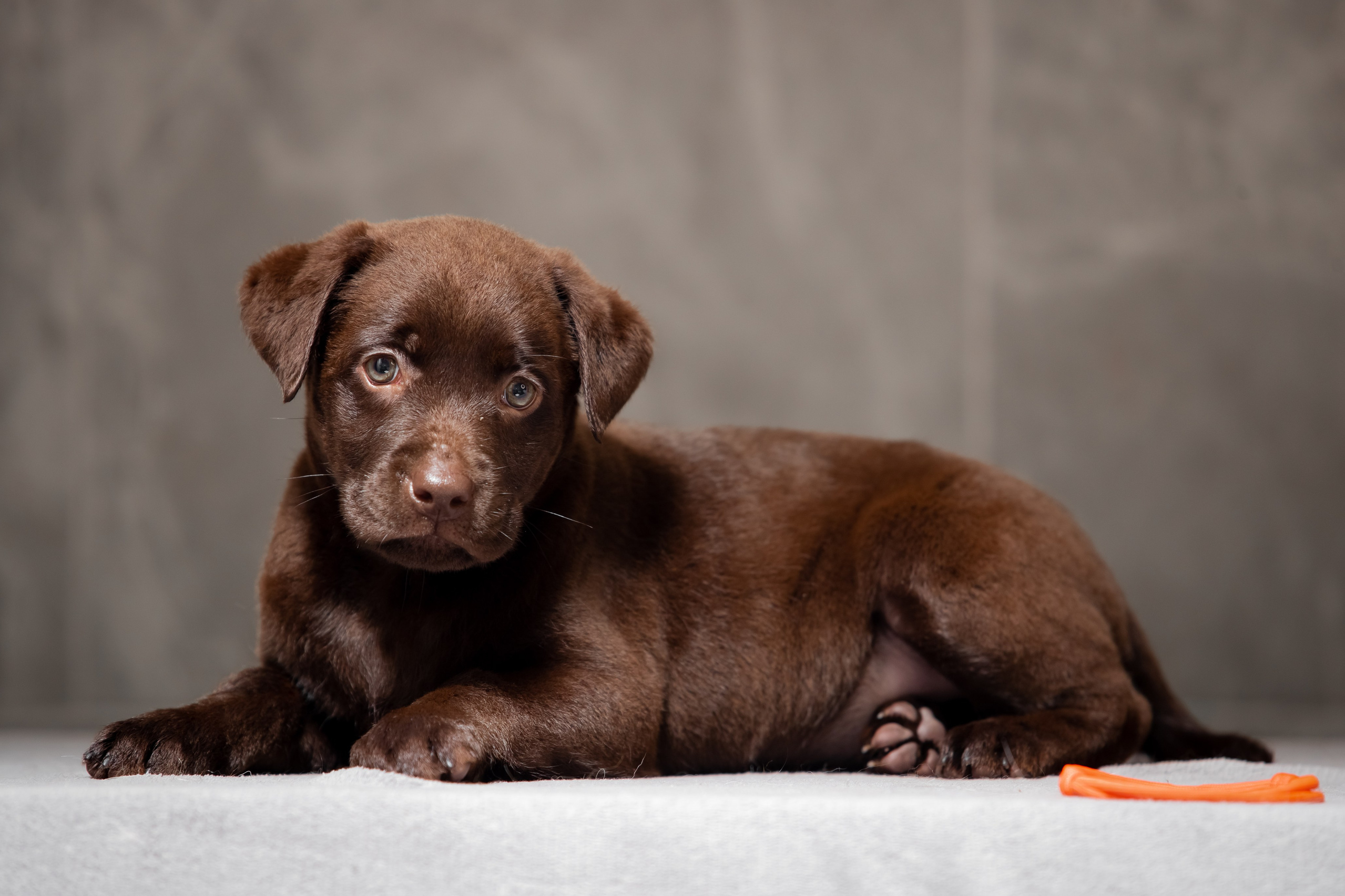 Цуценята шоколадного лабрадора. Цуценята лабрадор ретривера, Дніпро, Україна