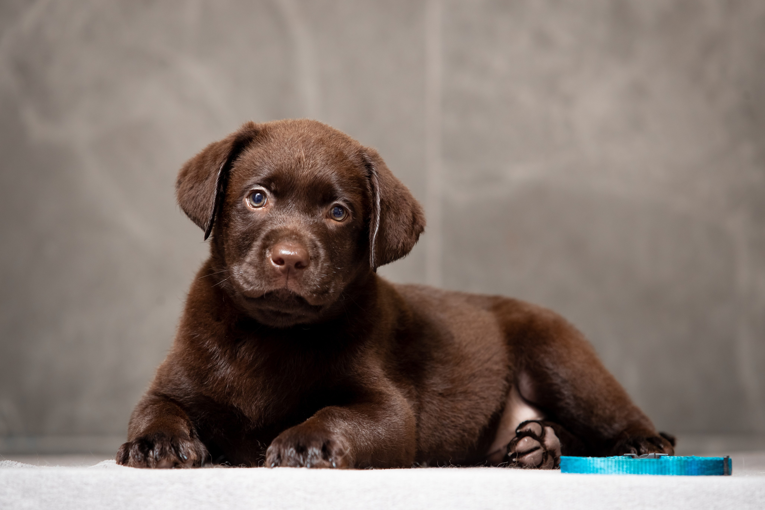 Цуценята шоколадного лабрадора. Цуценята лабрадор ретривера, Дніпро, Україна