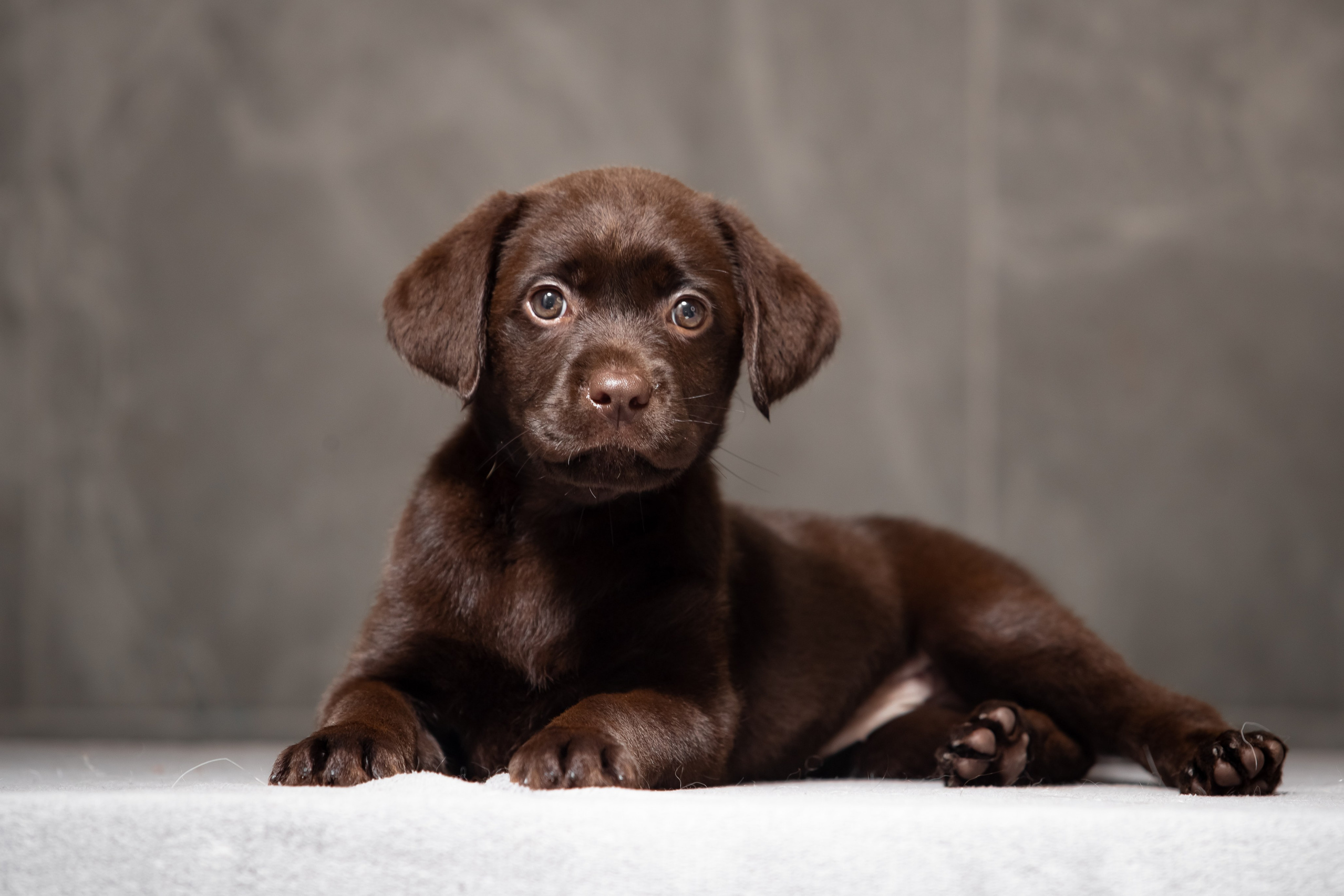 Цуценята шоколадного лабрадора. Цуценята лабрадор ретривера, Дніпро, Україна