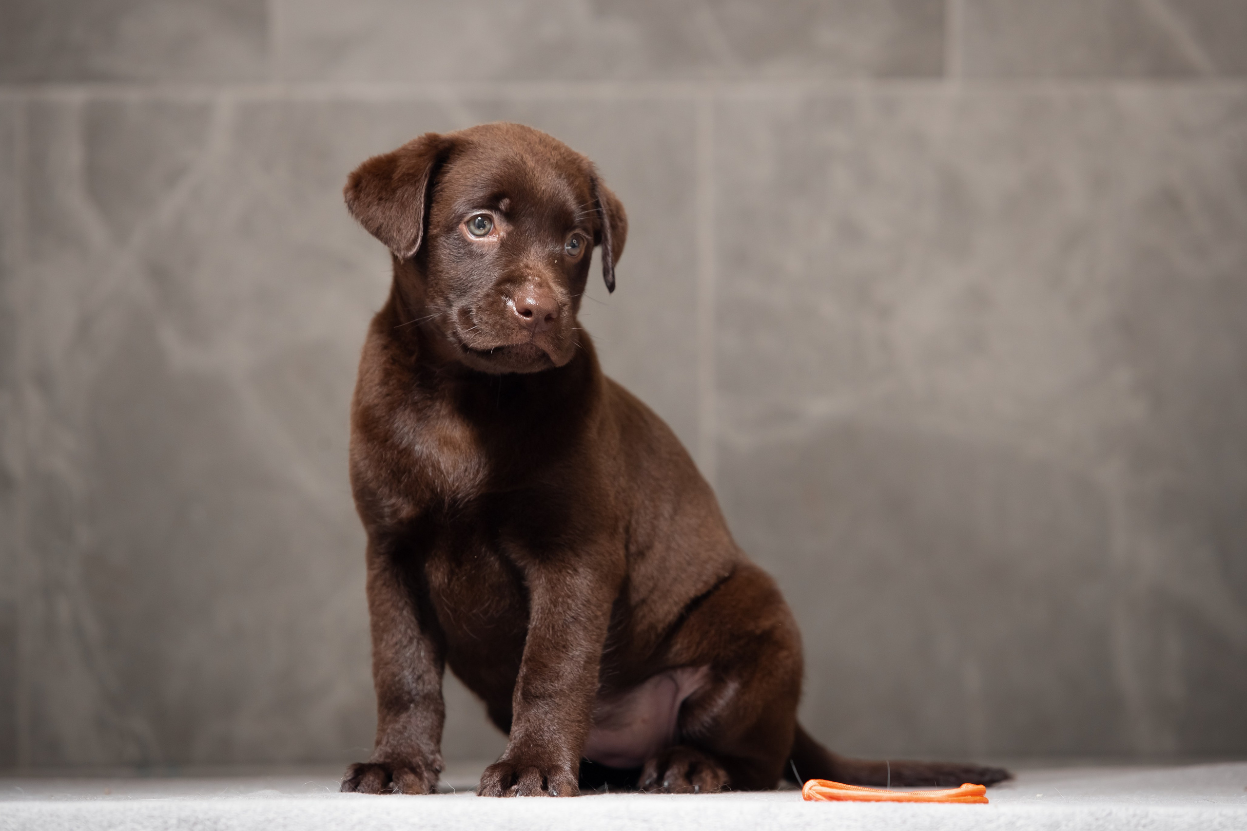 Цуценята шоколадного лабрадора. Цуценята лабрадор ретривера, Дніпро, Україна
