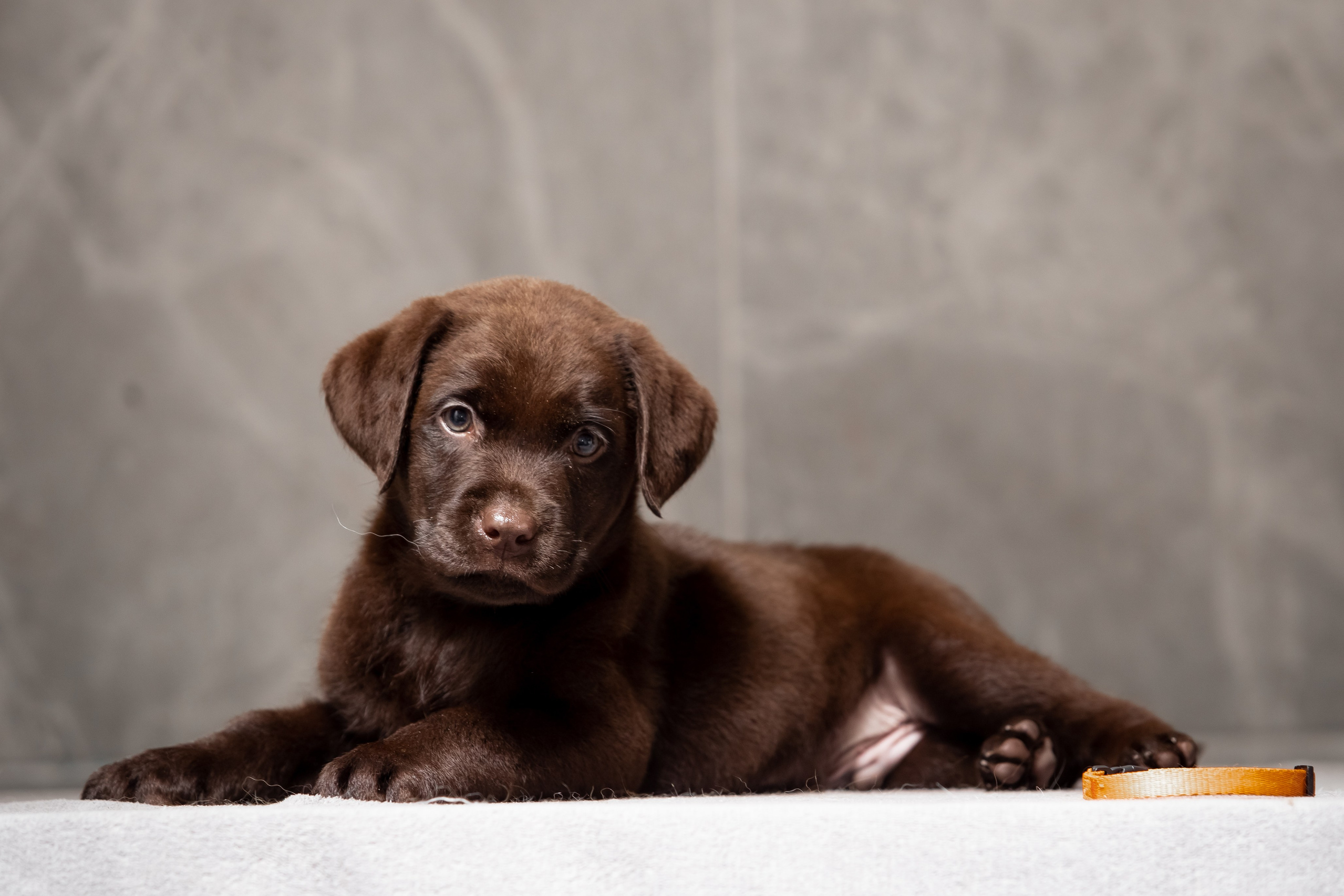 Цуценята шоколадного лабрадора. Цуценята лабрадор ретривера, Дніпро, Україна