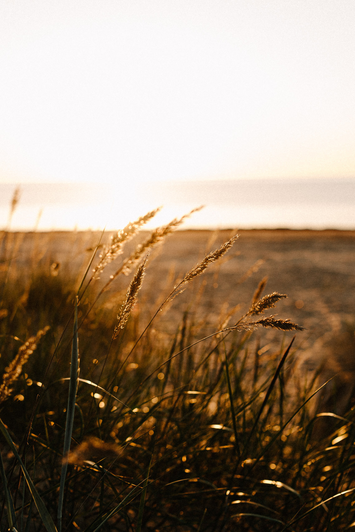 Gaidību fotosesija pie jūras saulrietā