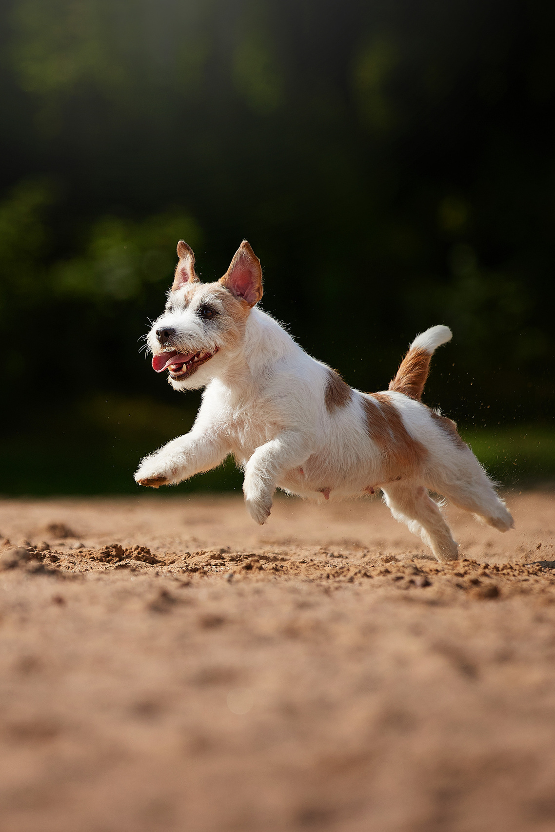 Кинологический клуб РКФ РФСС СЕНСАЦИЯ