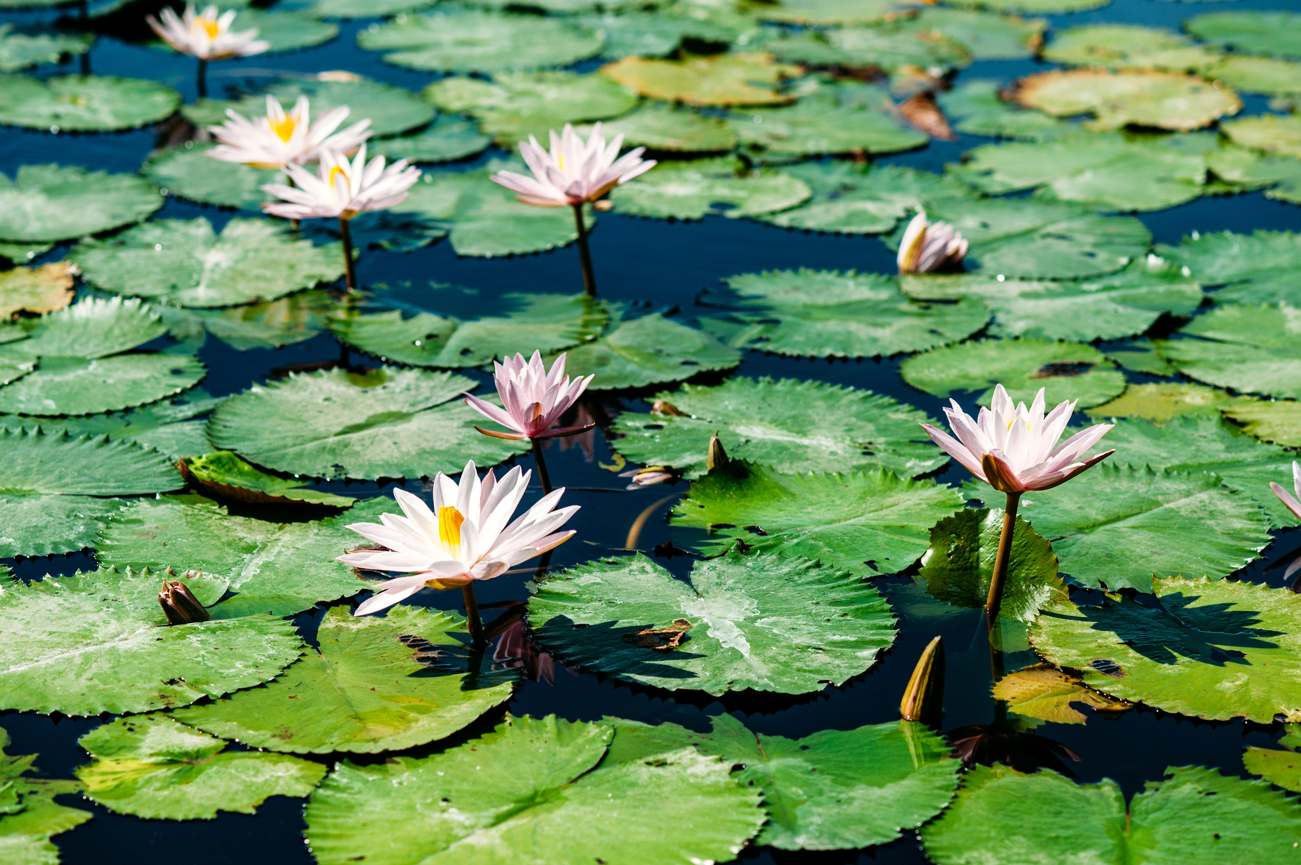 Wedding family photographer Alicante Benidorm Valencia Costa Blanca
