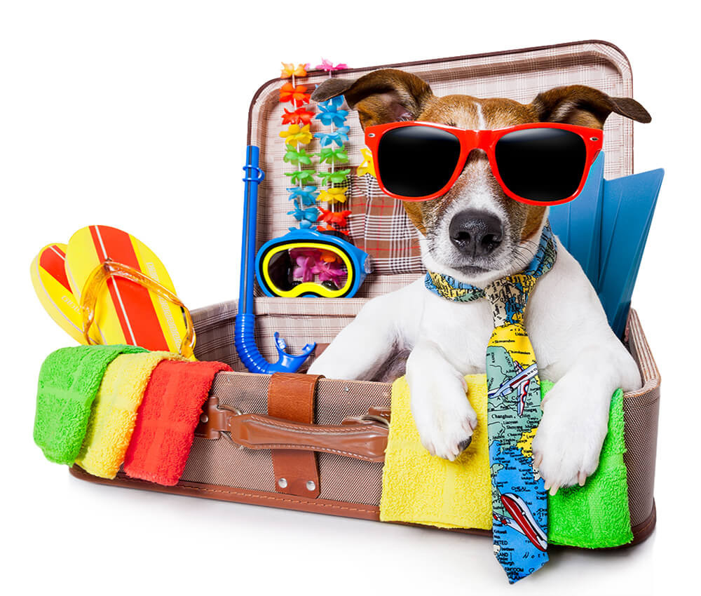 Перевозка домашних животных: весёлый пёс в очках и шляпе с ручной кладью