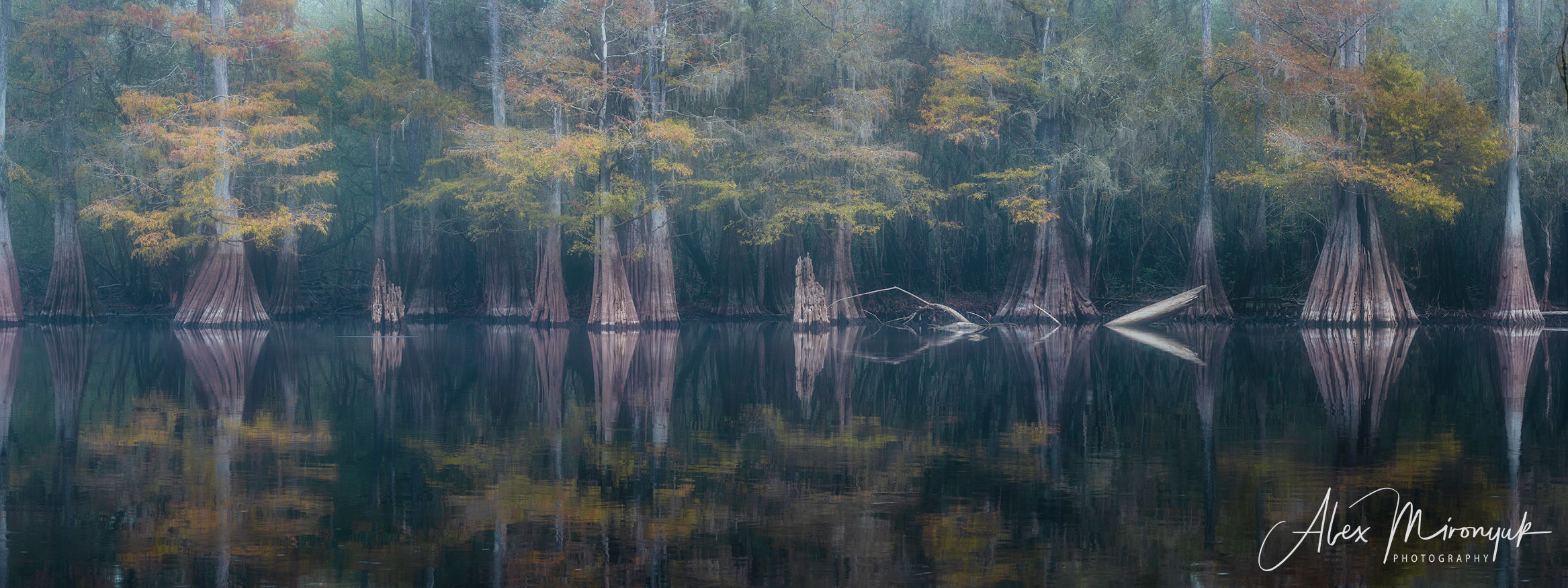 Cypress Swamps Adventure. Alex Mironyuk Photography