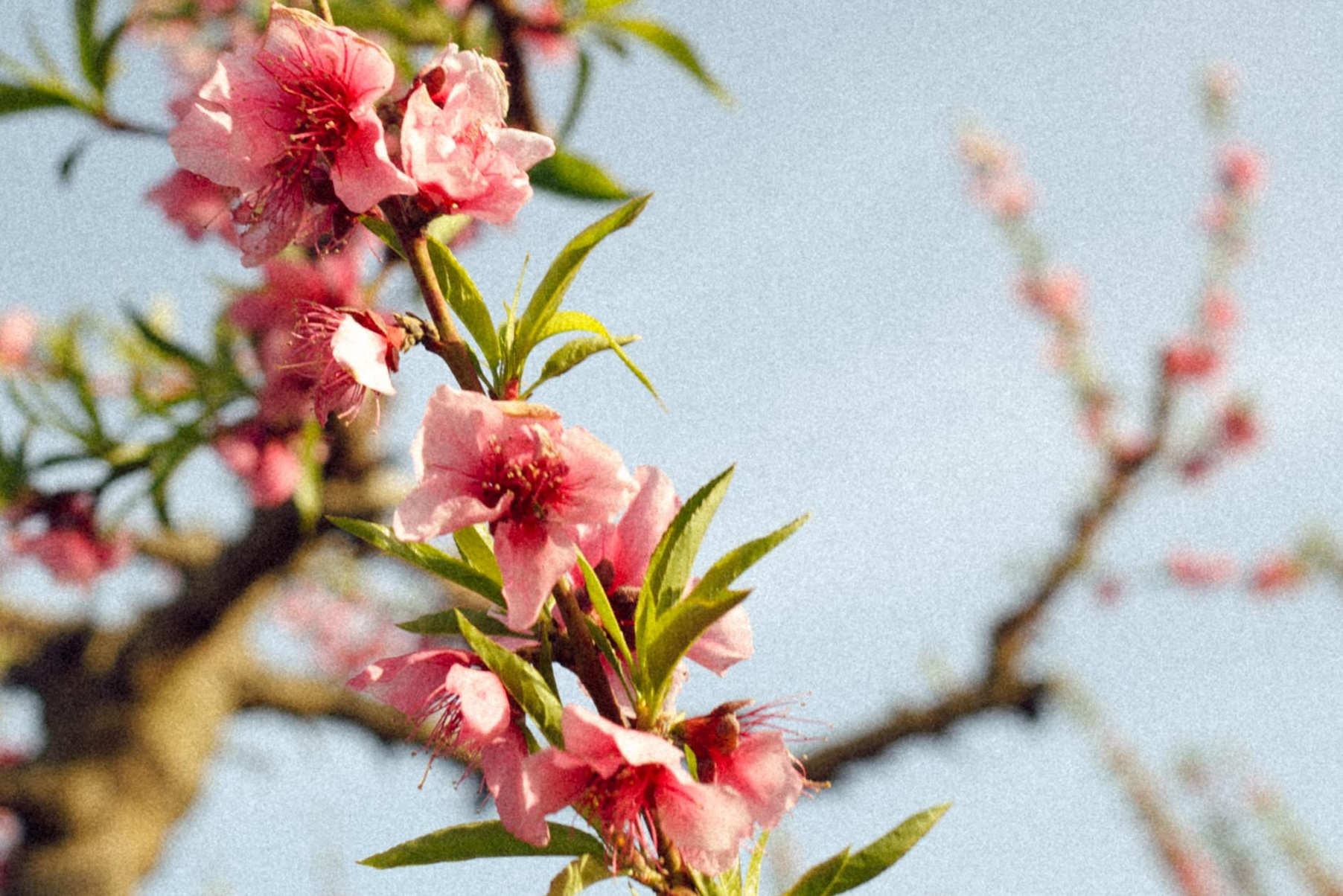 A blooming peach branch with delicate pink flowers set against a clear blue sky in Aitonа