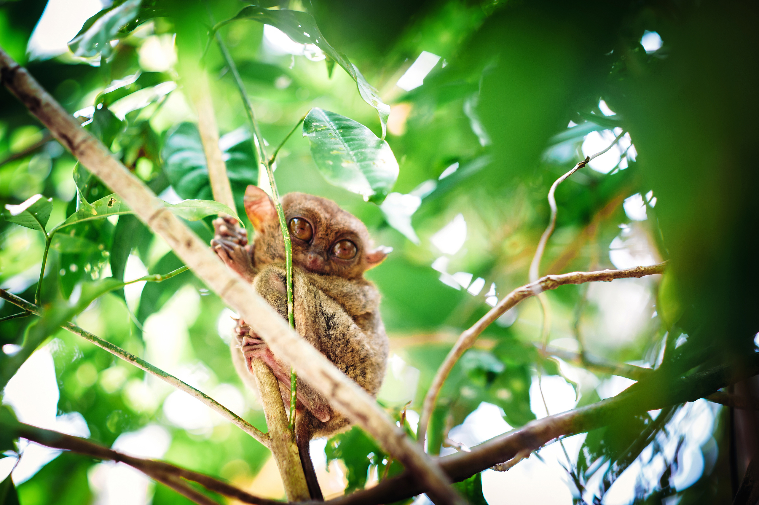 Wedding family photographer Alicante Benidorm Valencia Costa Blanca