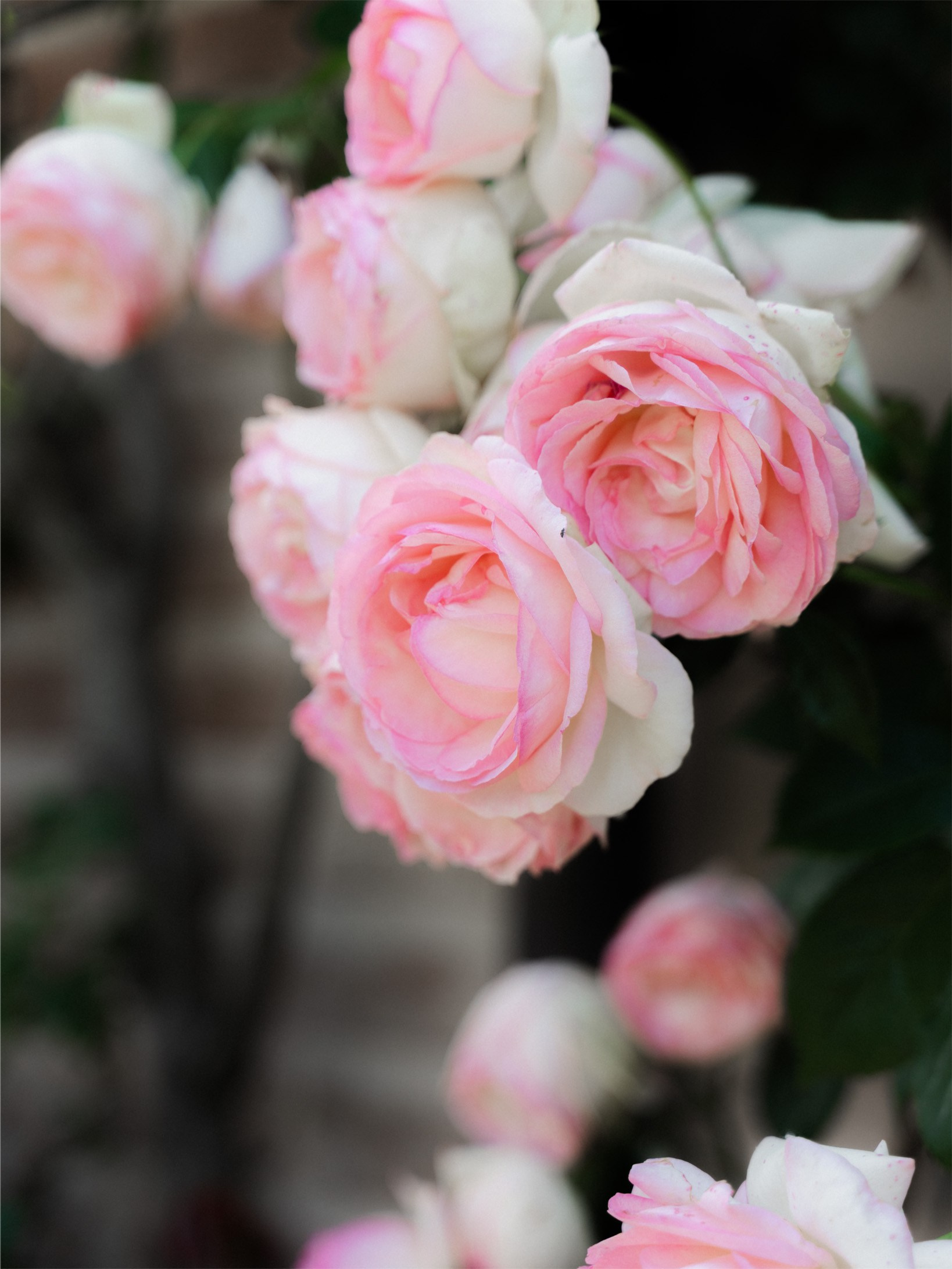 Urbino dei Laghi. W LAB 192 | Davide Vichi