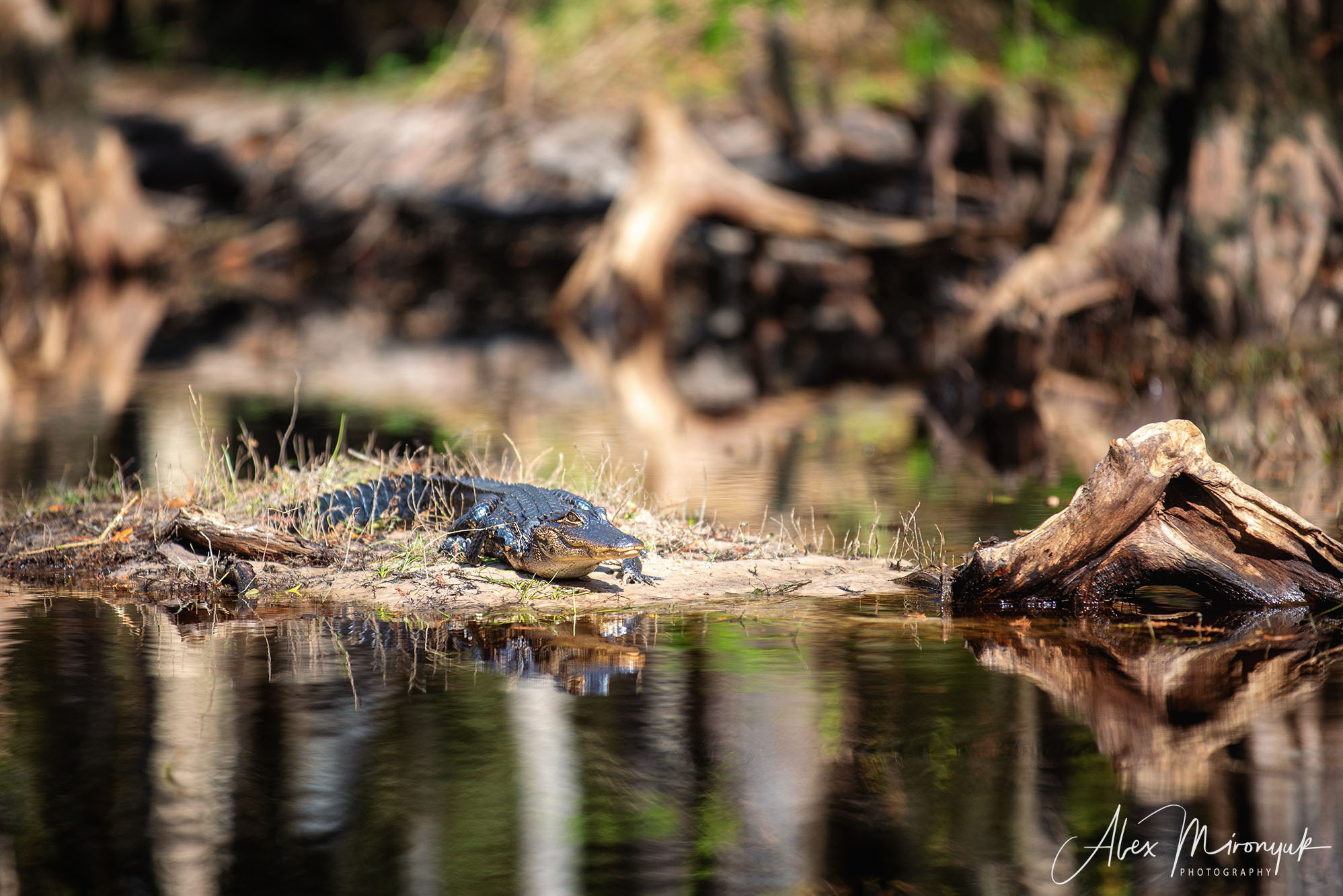 Thanksgivings in Cypress Forest. Pet, Senior, Landscape, portrait studio, photographer in Miami and Sou