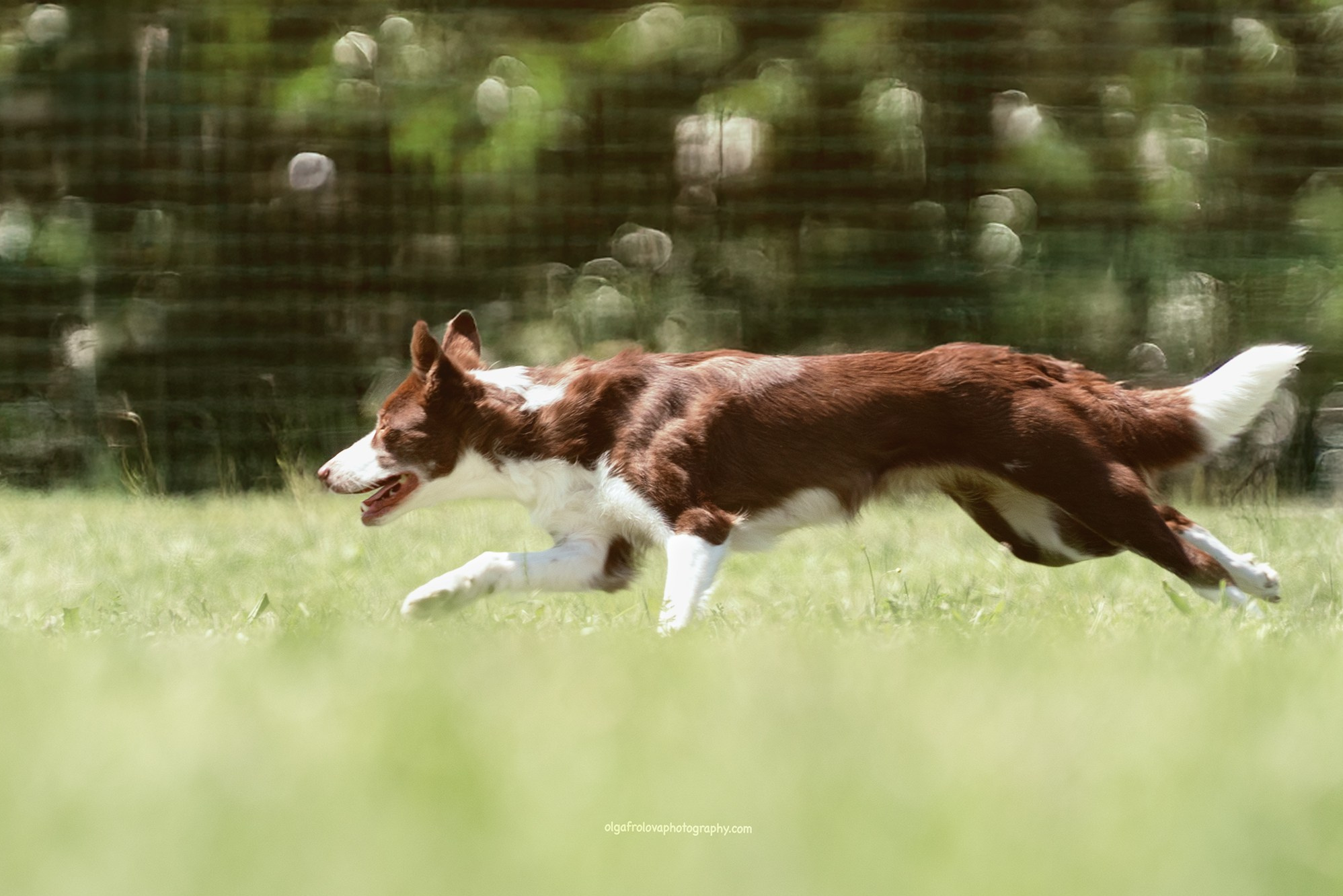 Un Border Collie marrone e bianco corre su un campo d'erba con energia e concentrazione. Il suo corpo è allungato in piena falcata, la bocca aperta e lo sguardo determinato. Lo sfondo sfocato enfatizza il movimento e la velocità dell'azione
