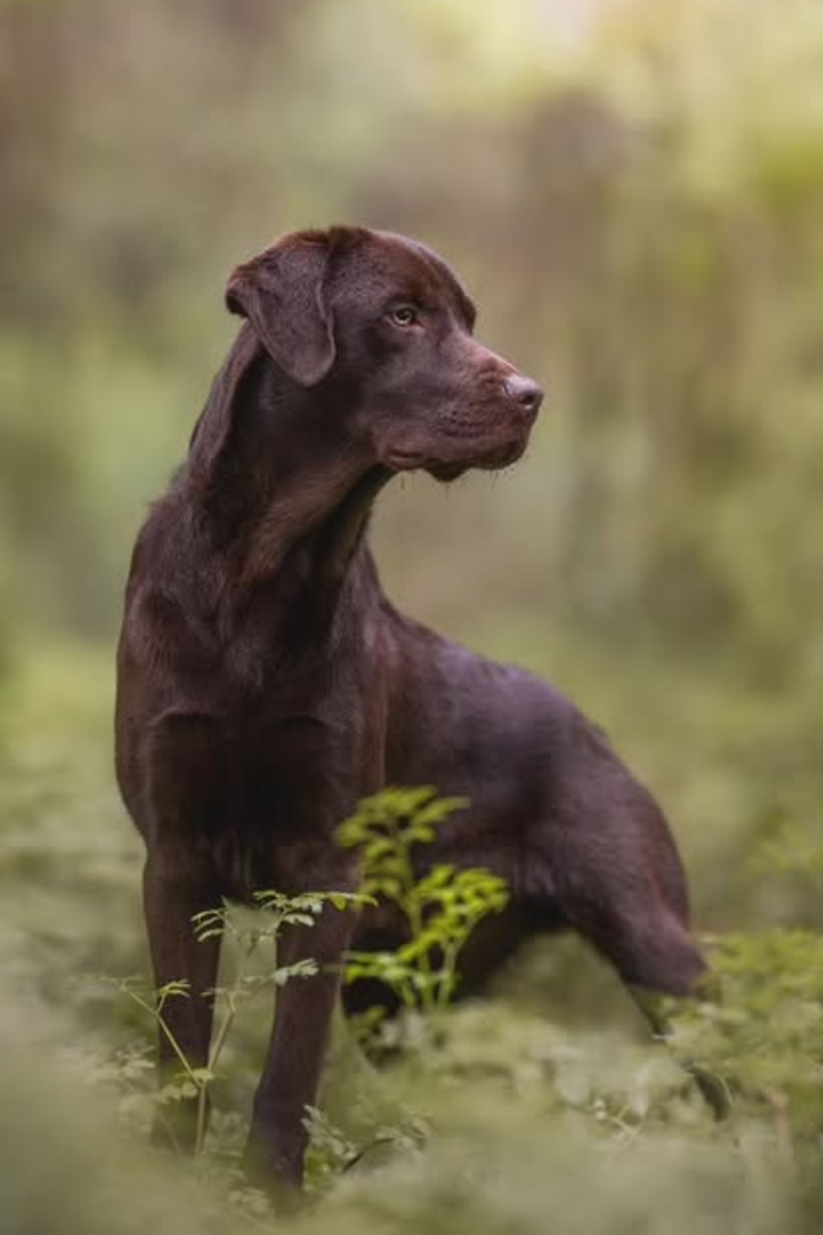 SERVIZI FOTOGRAFICI. Fotografa a Riccione, ritratti di bambini e famiglia, animali domestici