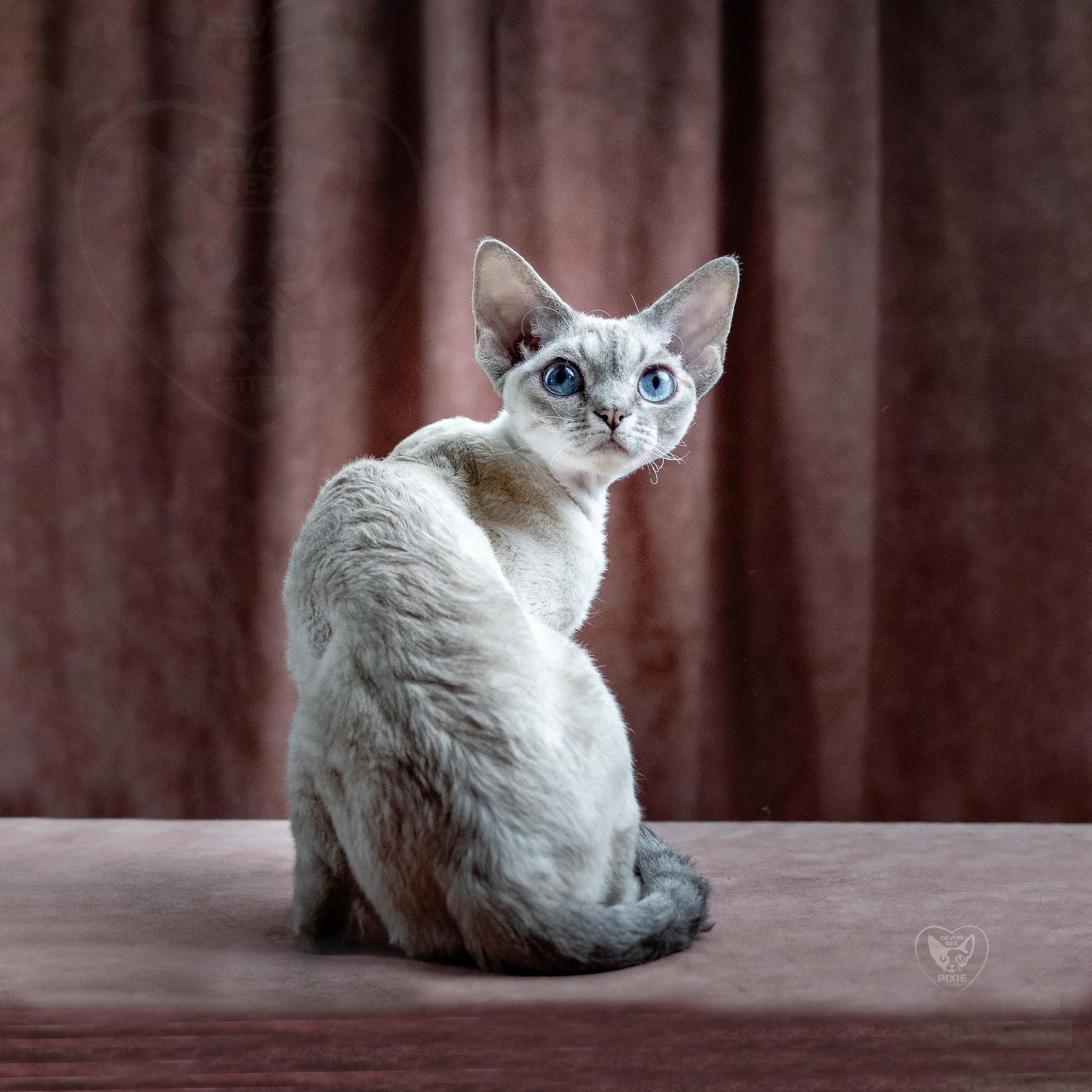 OUR KINGS and QUEENS. Devon Rex Pixie Cattery