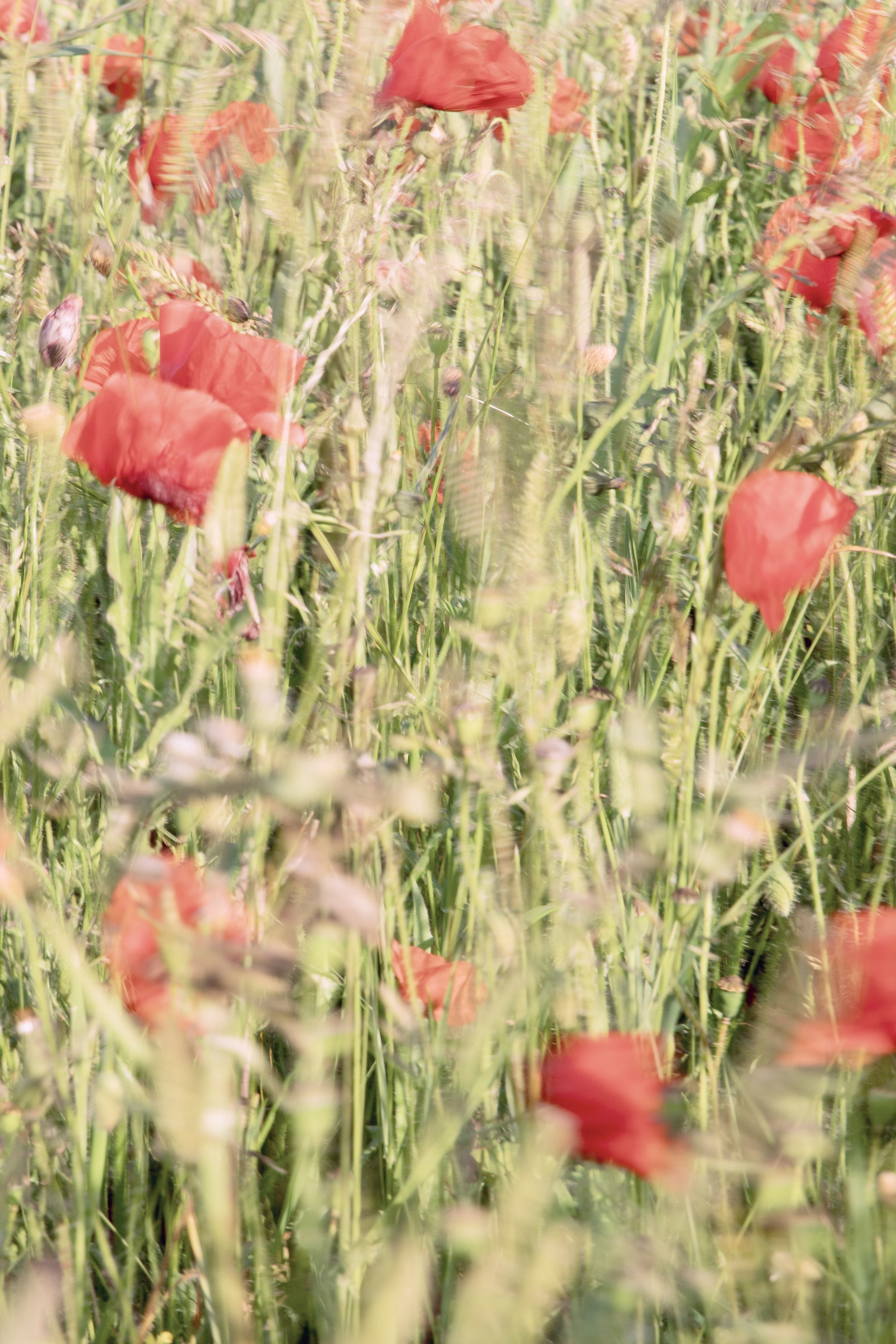 Natalja Poplavska — Visual artist, Photographer, East Sussex, London