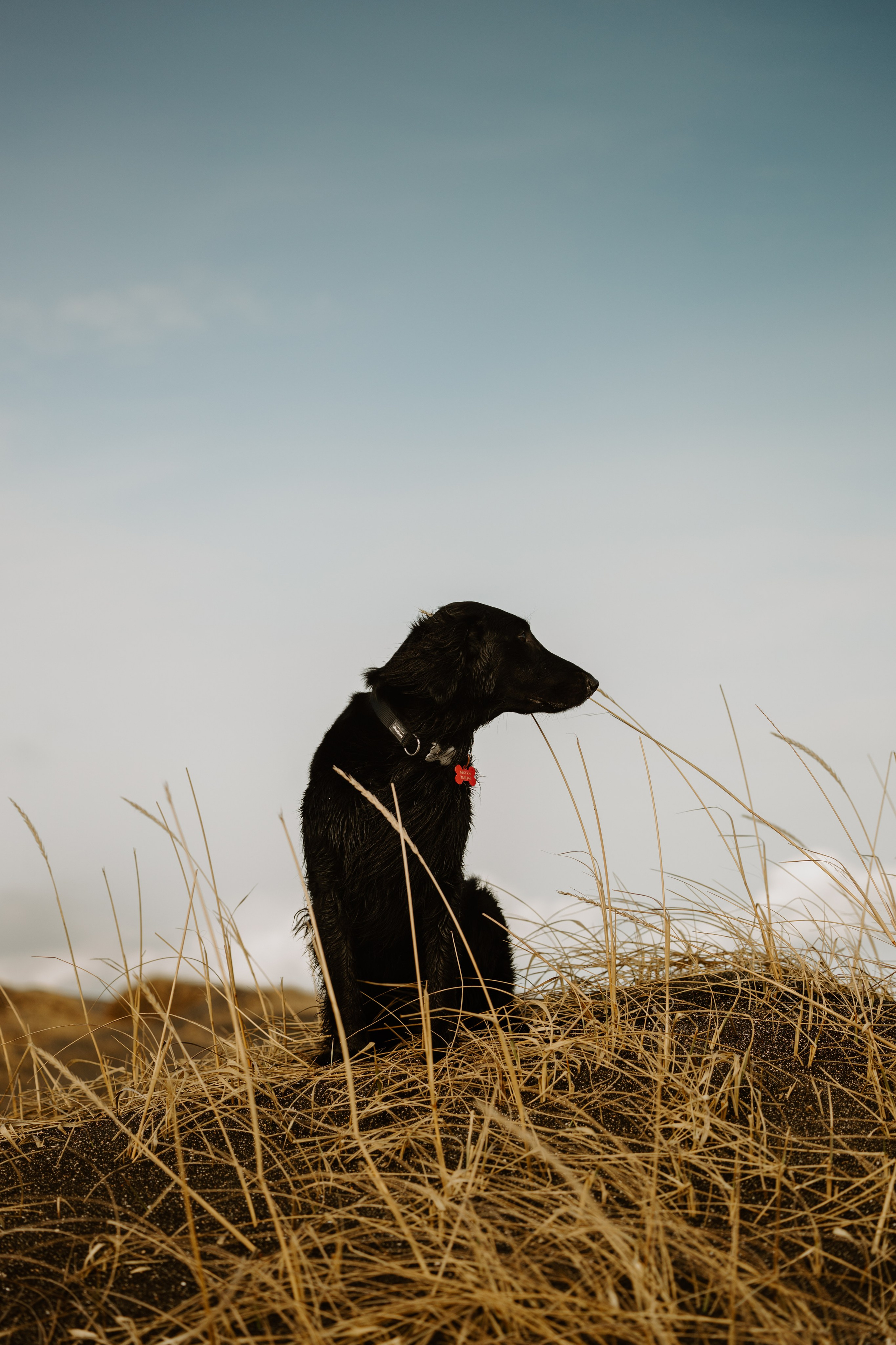 Flat coated retriever, Mia