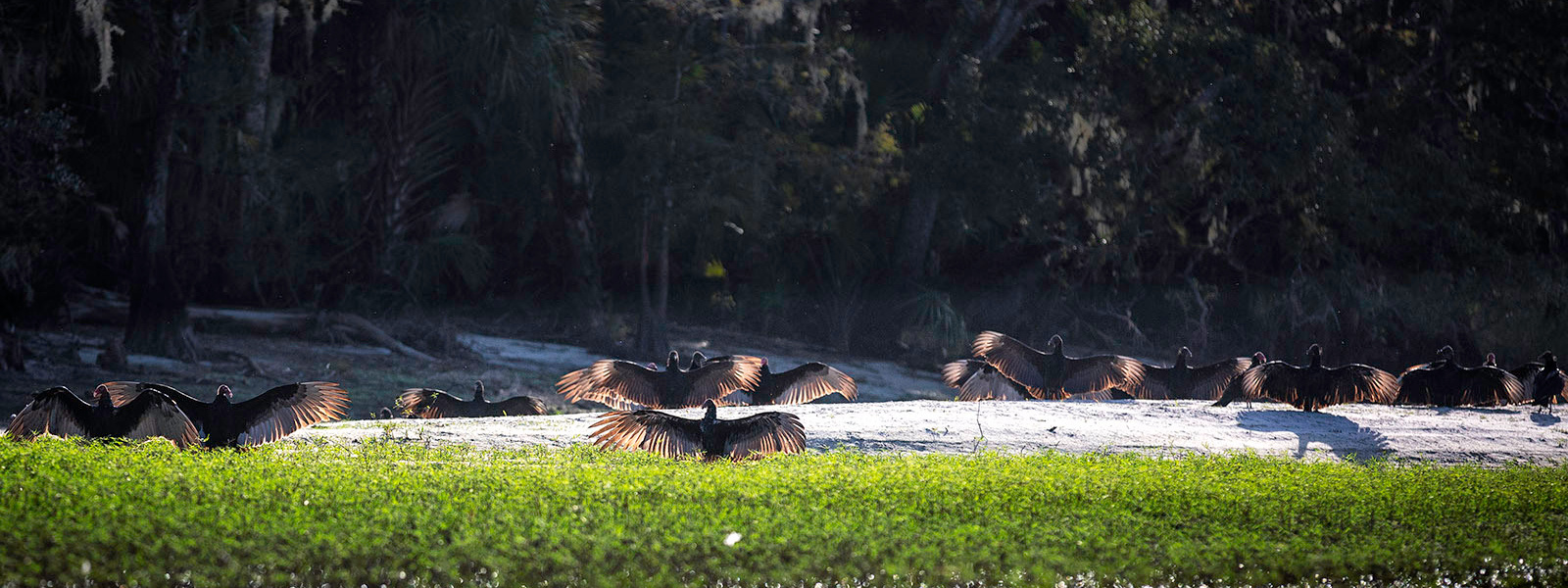 Winter in Florida. Alex Mironyuk Photography