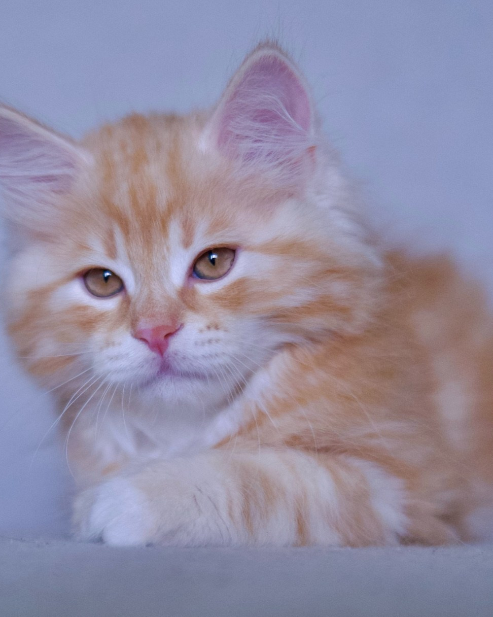 Classic brown siberian kitten with vivid markings - available now from Astera Siberians Texas