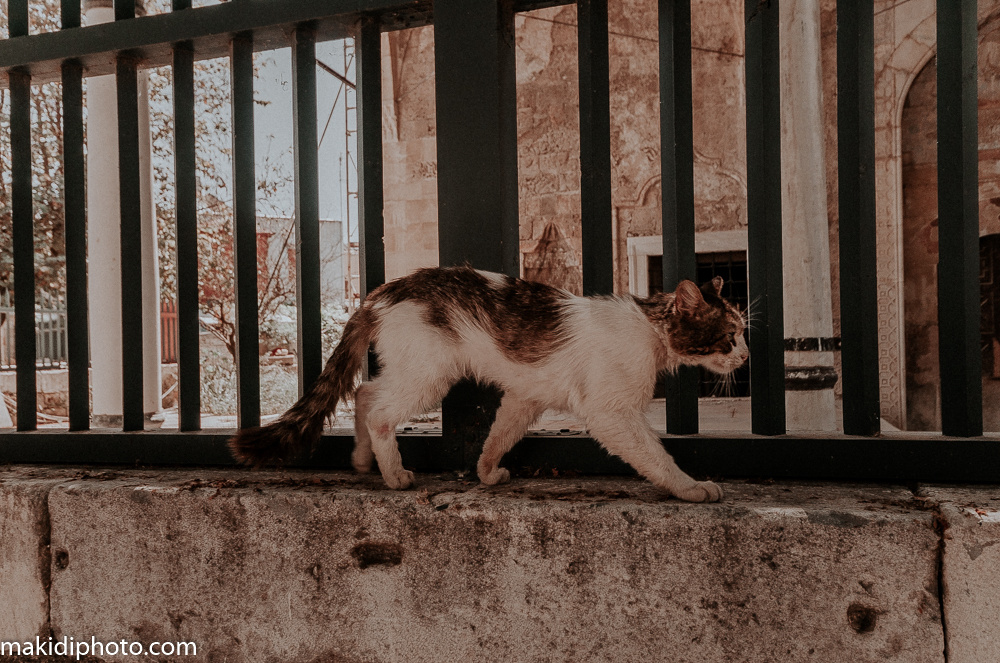 Фотограф на Родосе