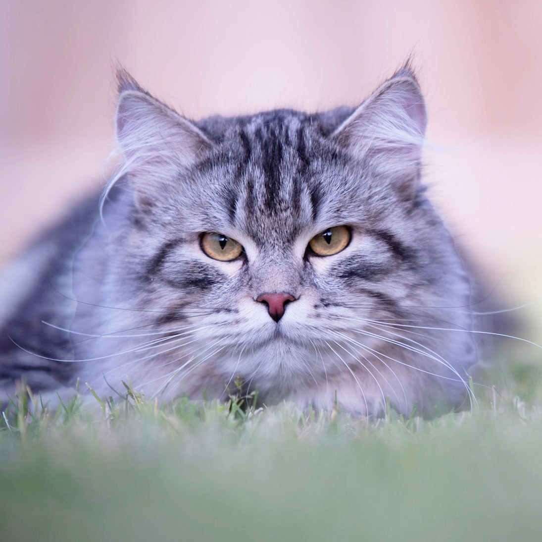 Black silver classic tabby Siberian cat on grass form Dallas-based TICA Siberian breeder
