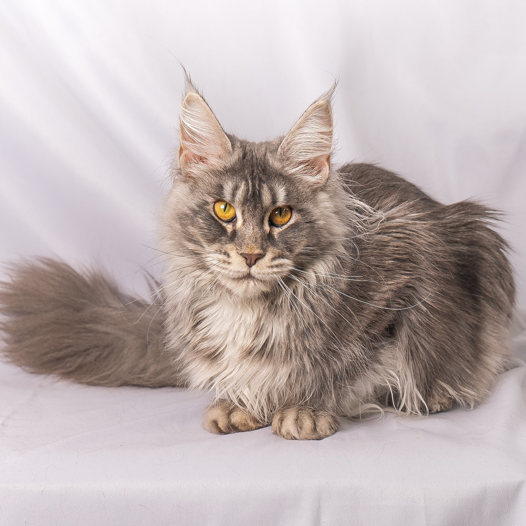 Senator Isley. Senator Cat — Maine Coon cattery