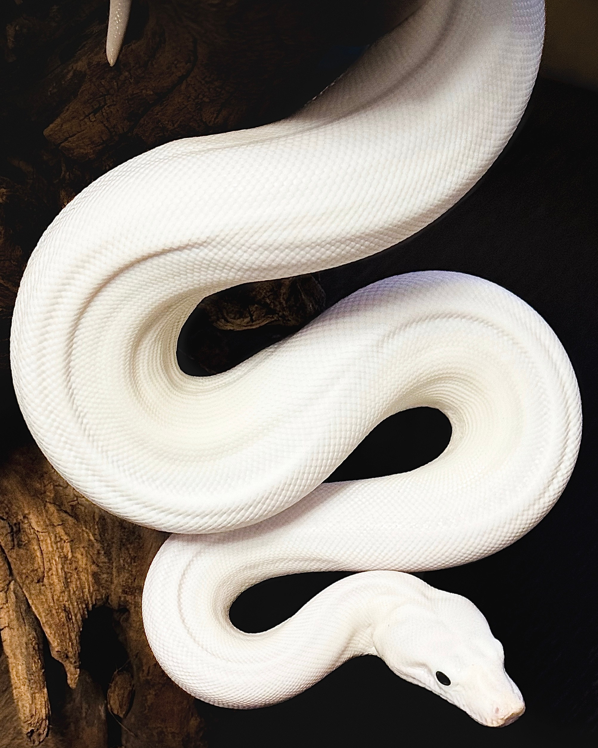 Рома Волков 🐍 Змеи в Варшаве