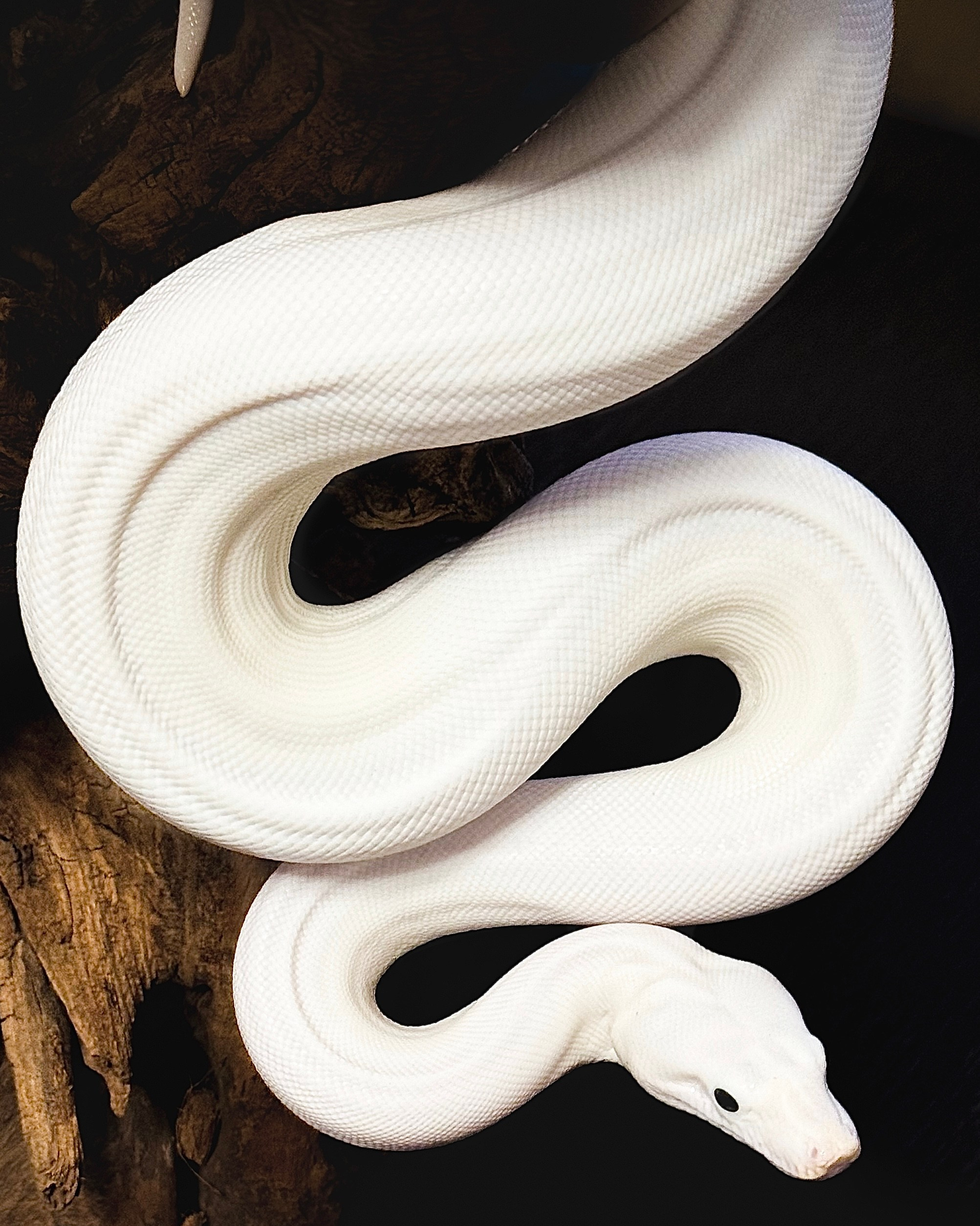 Портфолио. Рома Волков 🐍 Змеи в Варшаве