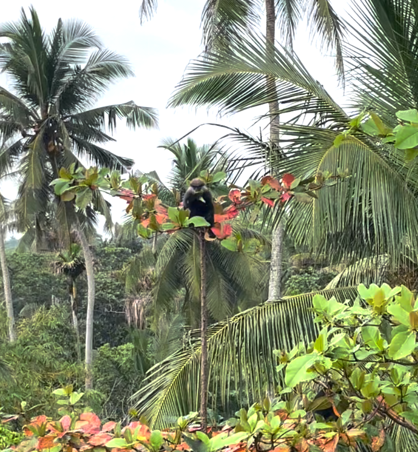 Sri Lanka'ya Seyahat Etmenin Artıları ve Eksileri - Kapsamlı Bir Rehbe